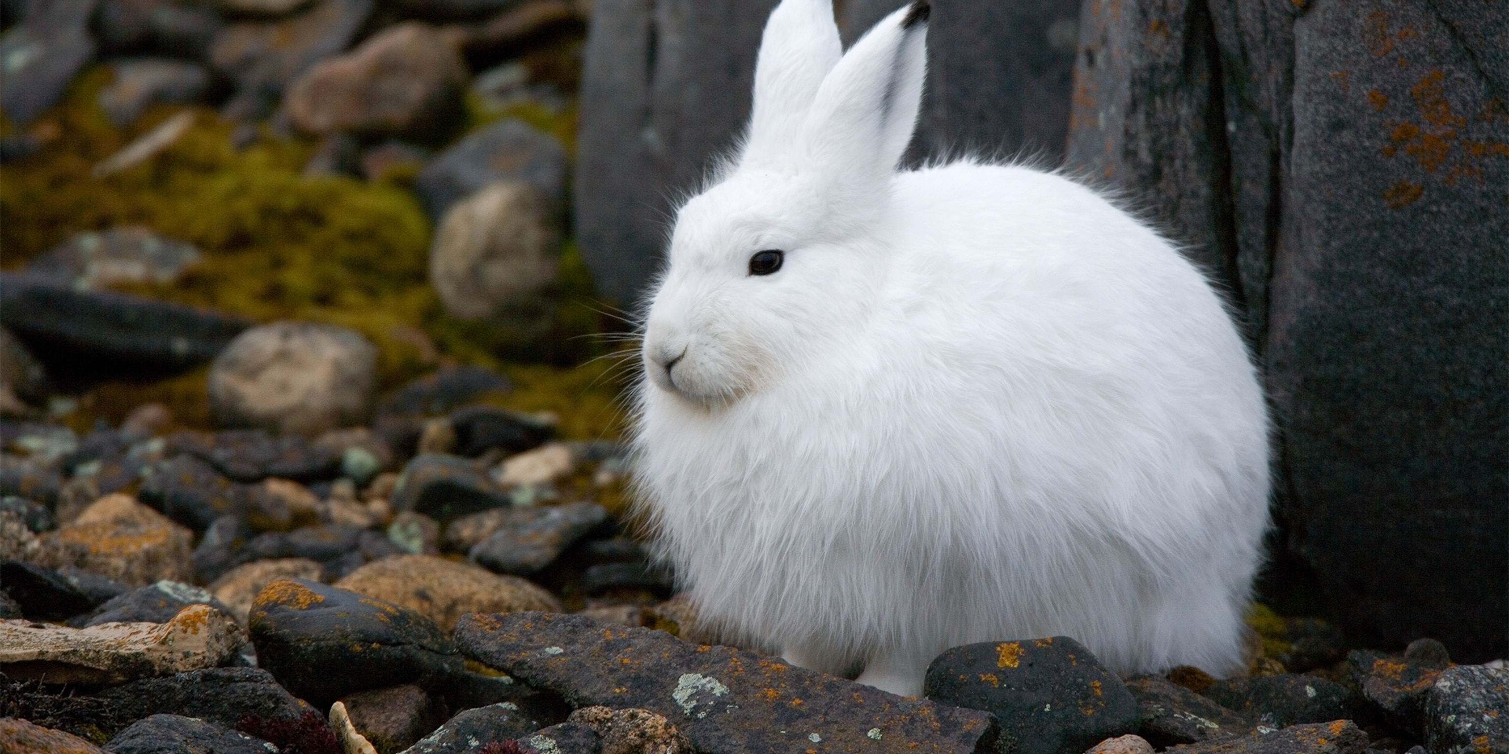 Cute Baby Arctic Hare