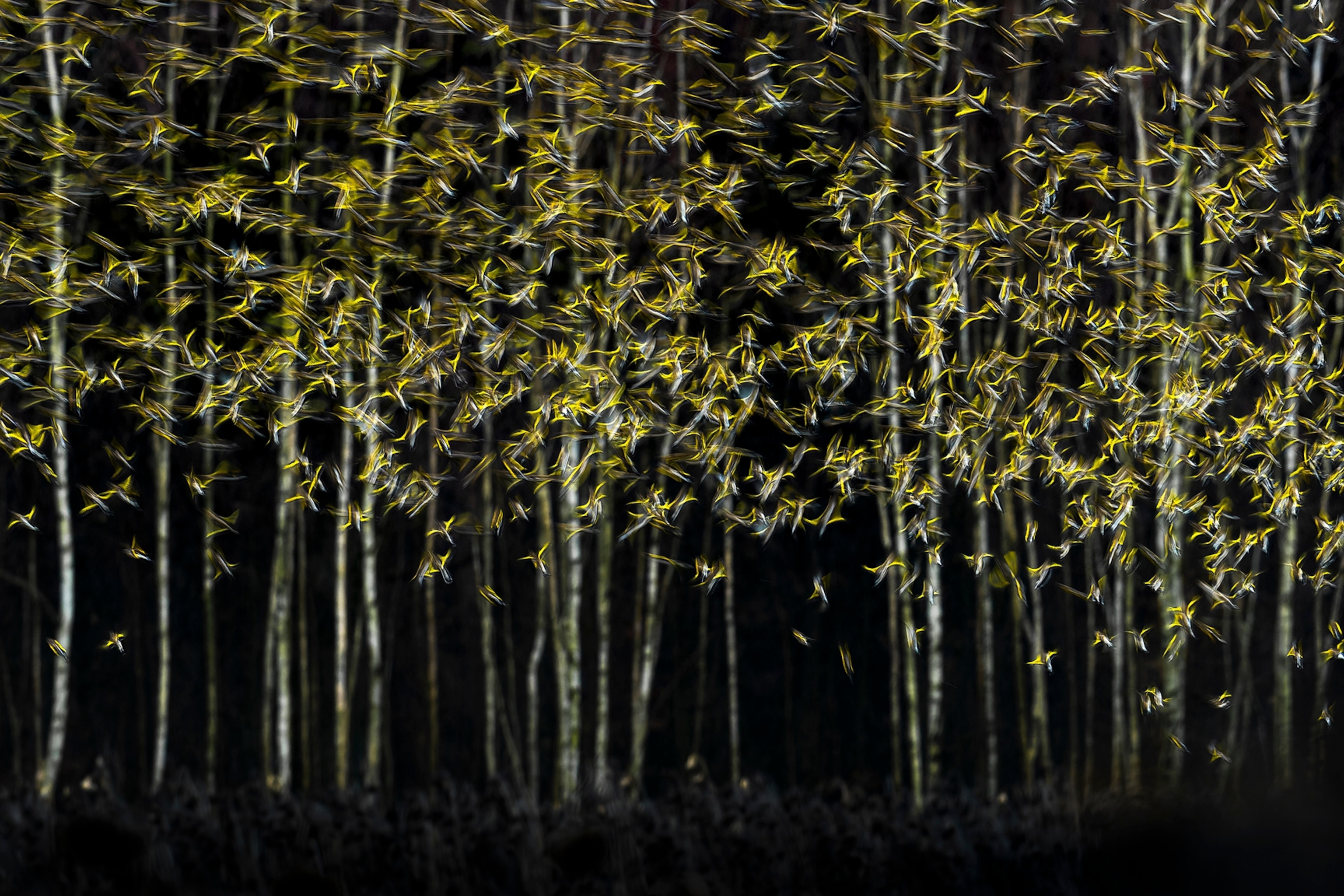 Blurs of yellow streak across the photo with unharvested sunflowers in the background.