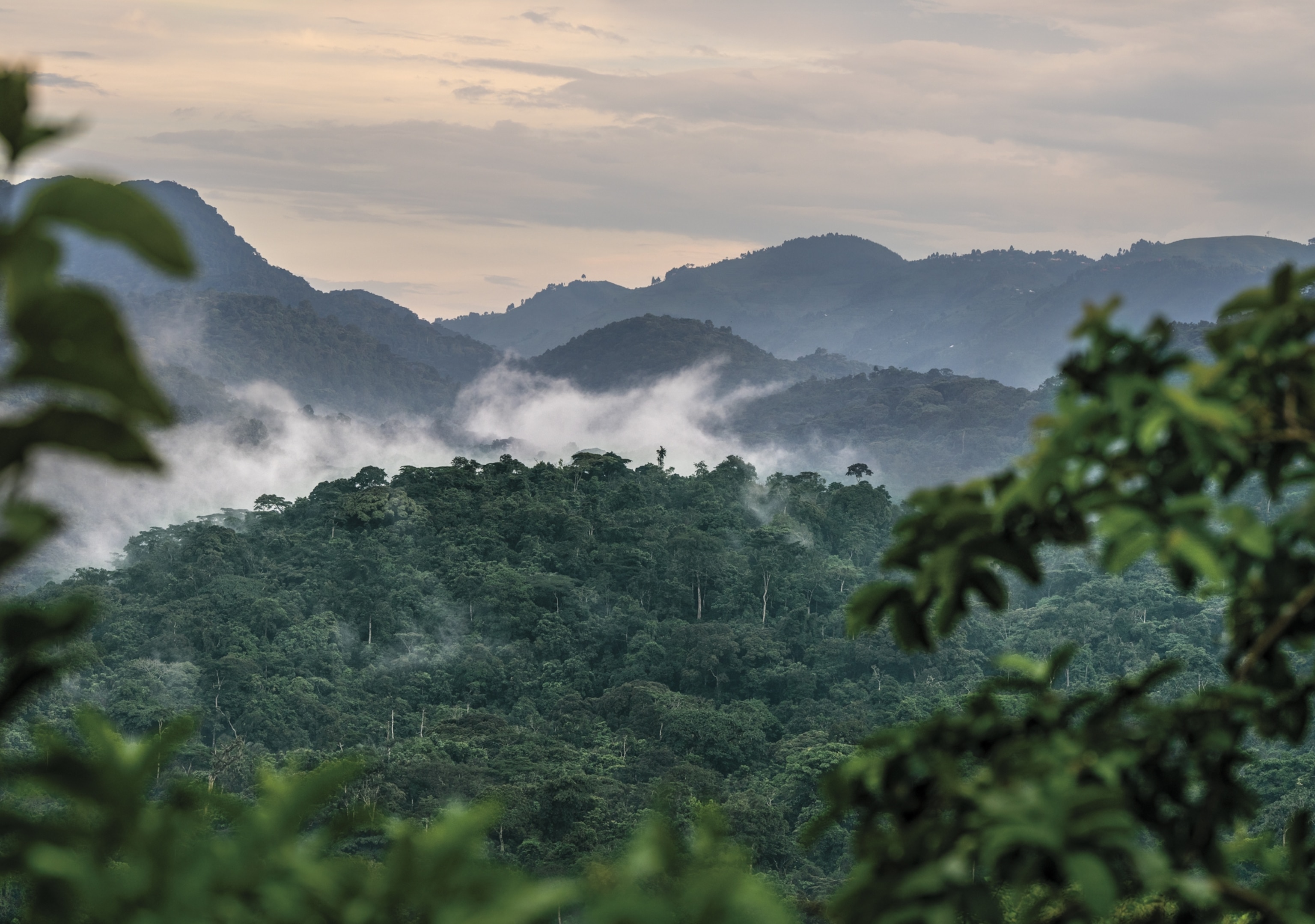 A landscape looking out at mountains densely covered with green trees. Dog sits between two peaks.