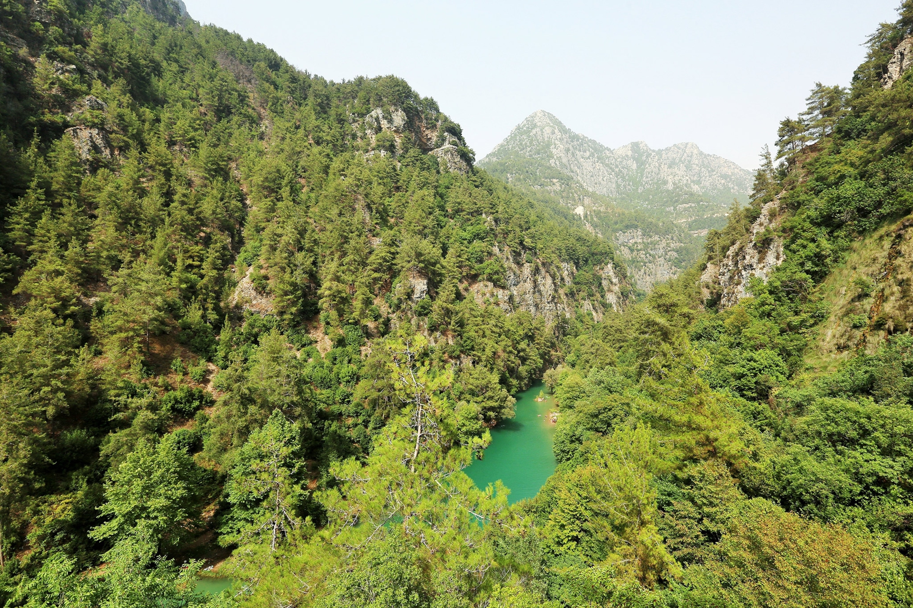 a forest near the Adonis River, Lebanon