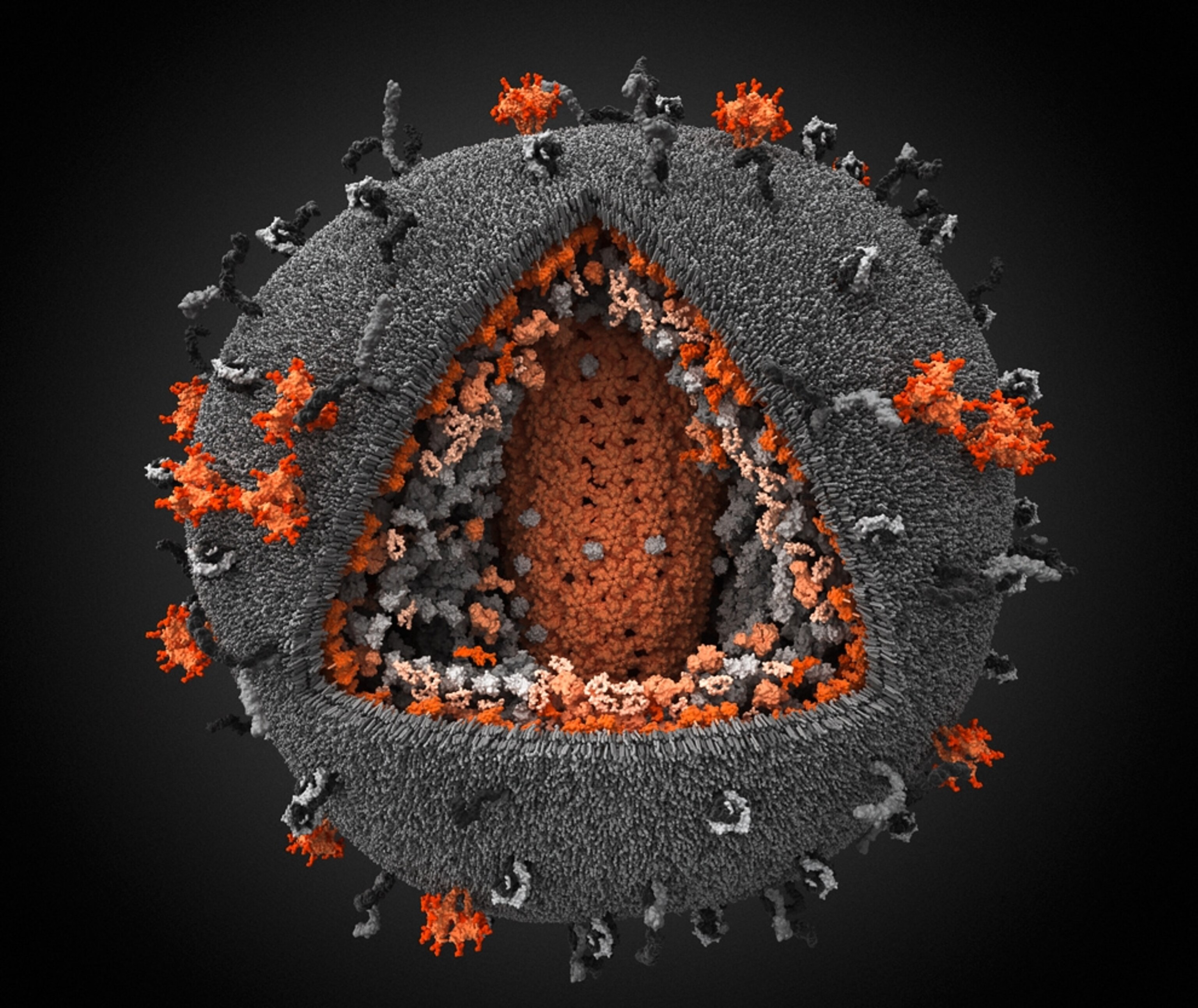 3-D model of HIV virus picture