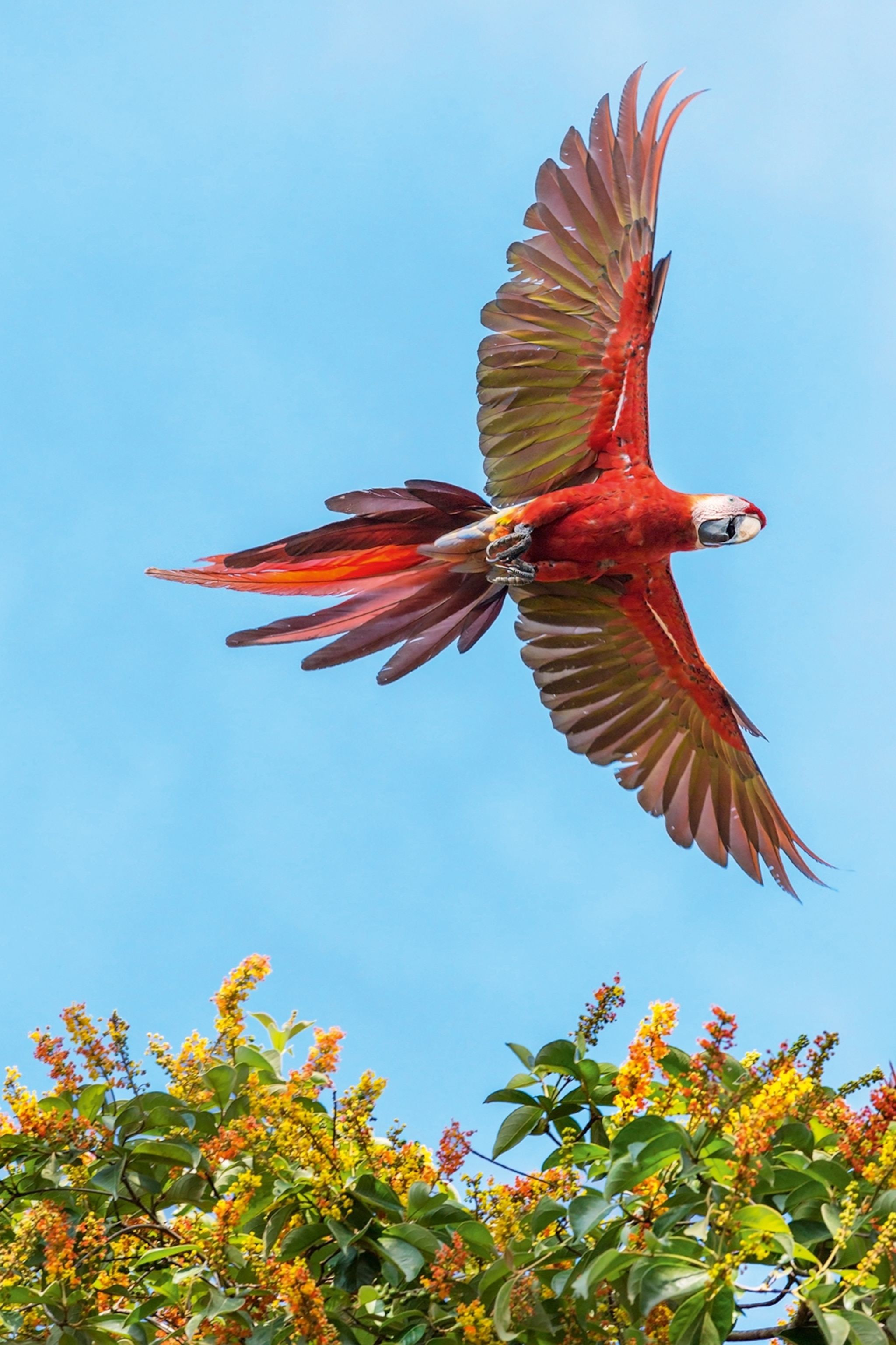 A parrot taking flight with its wings spread out.