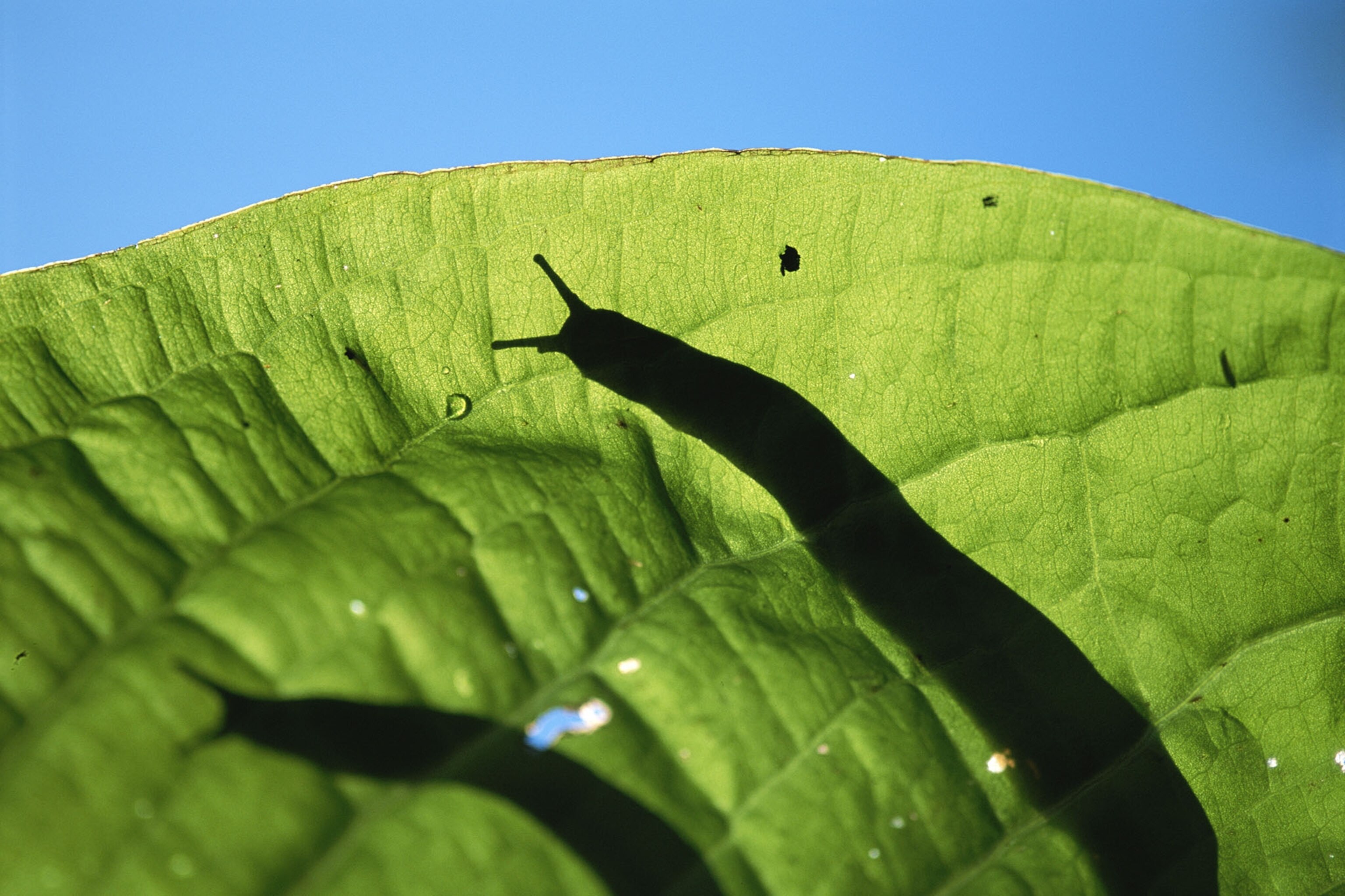 Eating Slugs Can Cause Paralysis—Here's Why