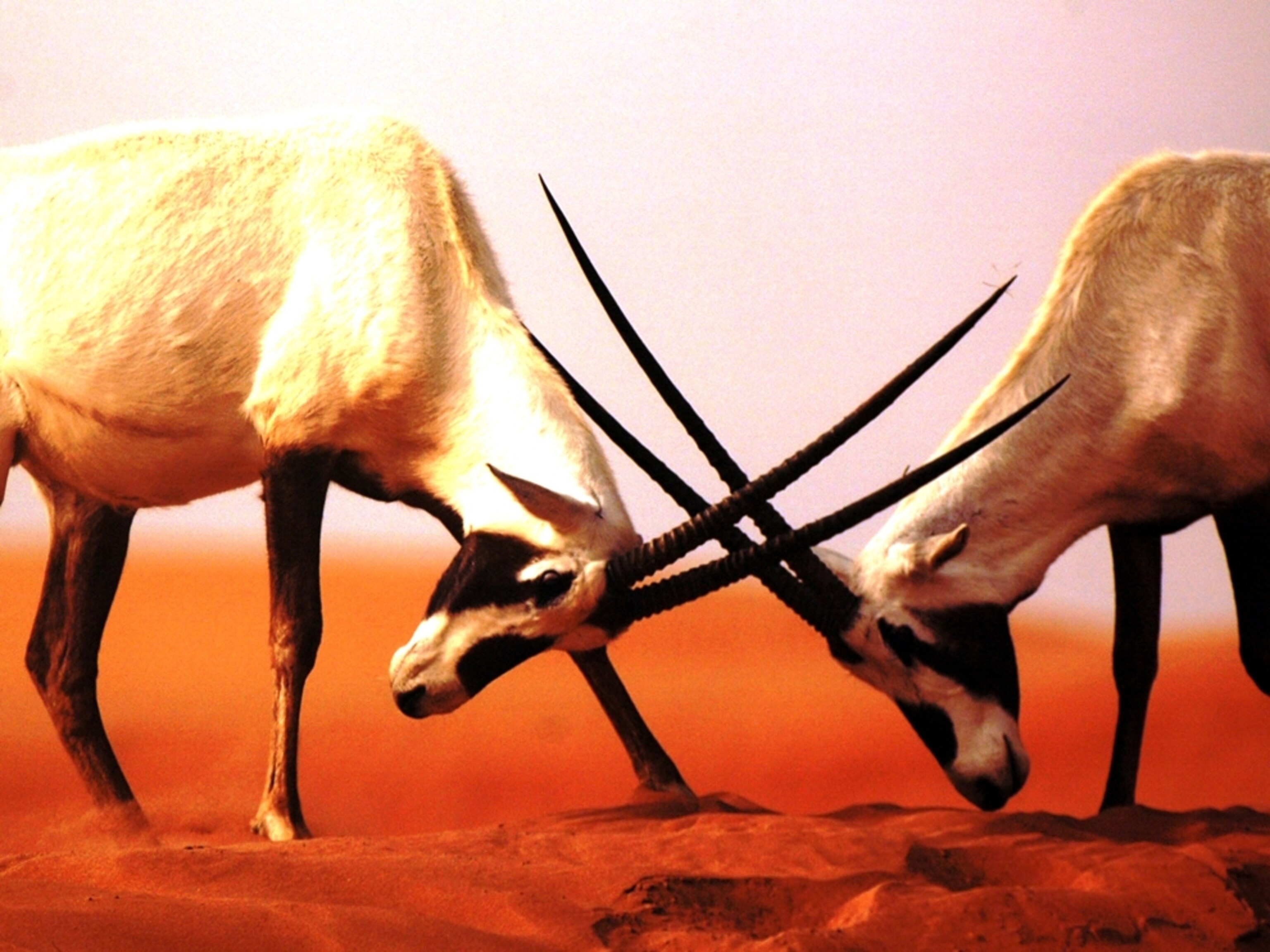 Arabian oryx sparring in Abu Dhabi desert