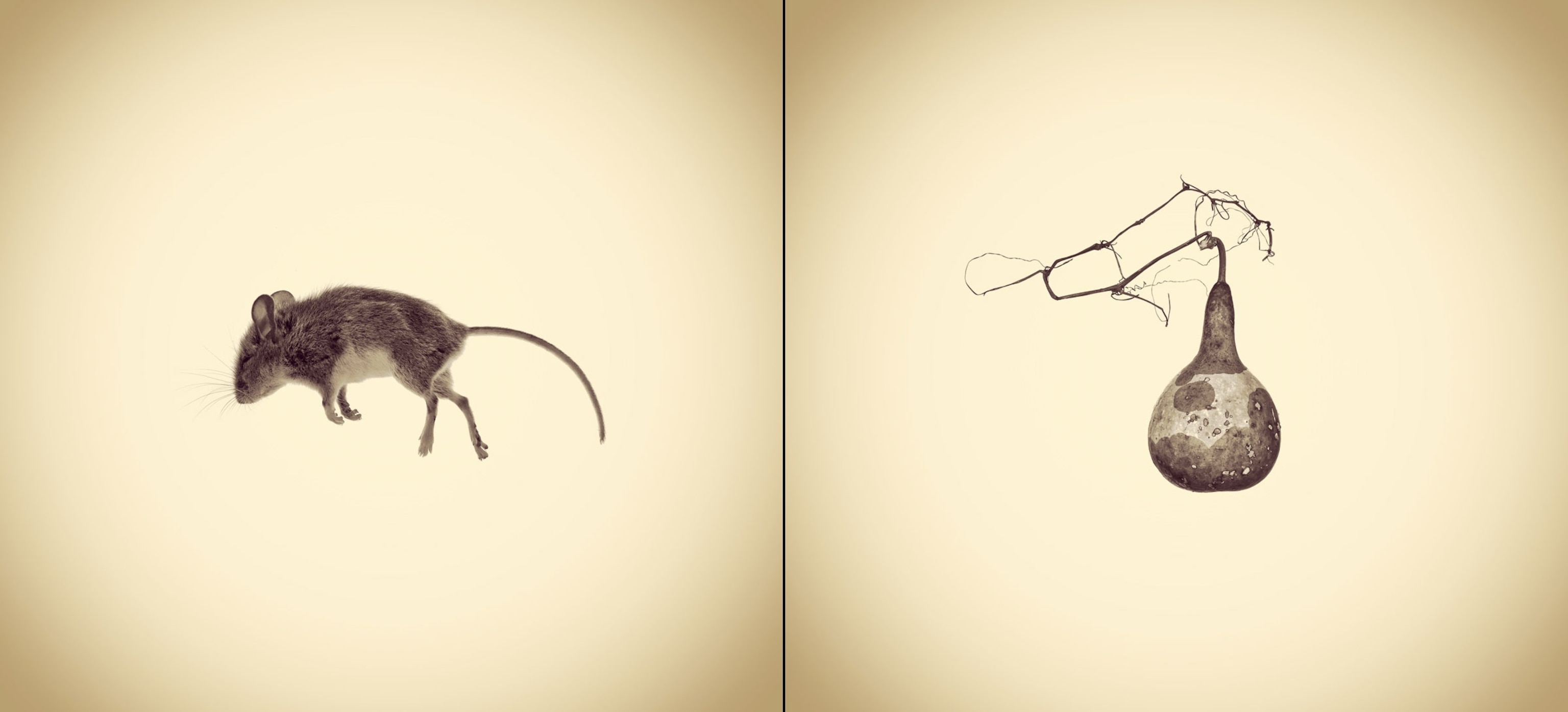 natural objects found near Joshua White's house