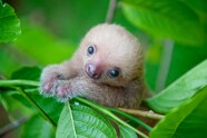 Worlds Cutest Animal