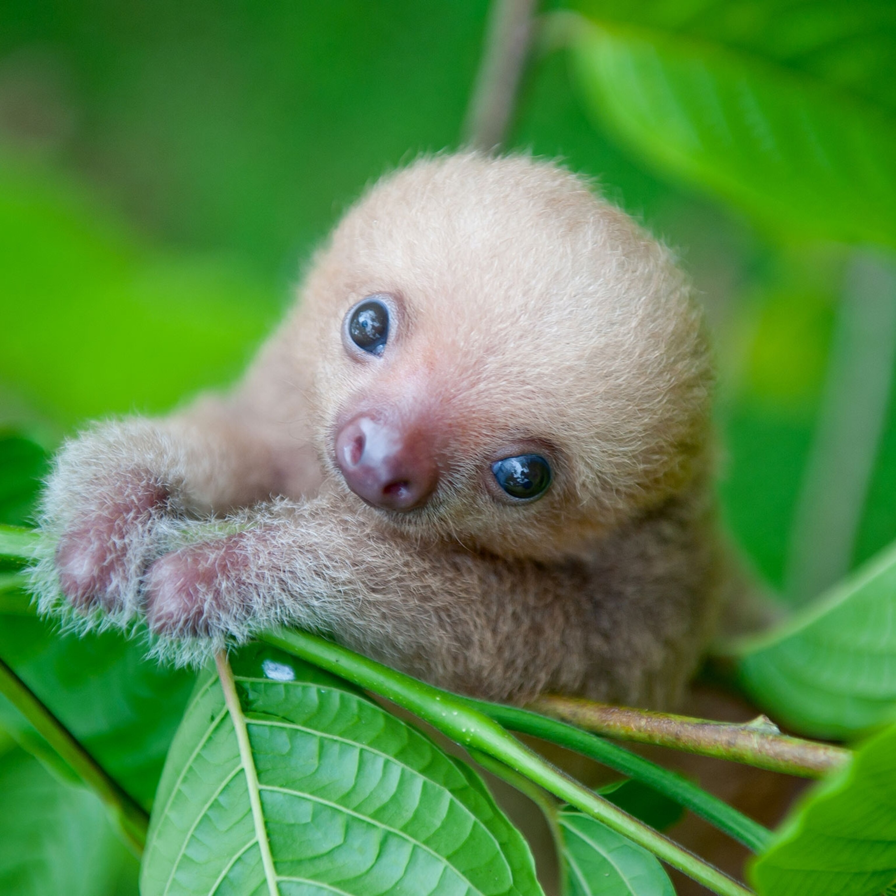 Slothhbabi