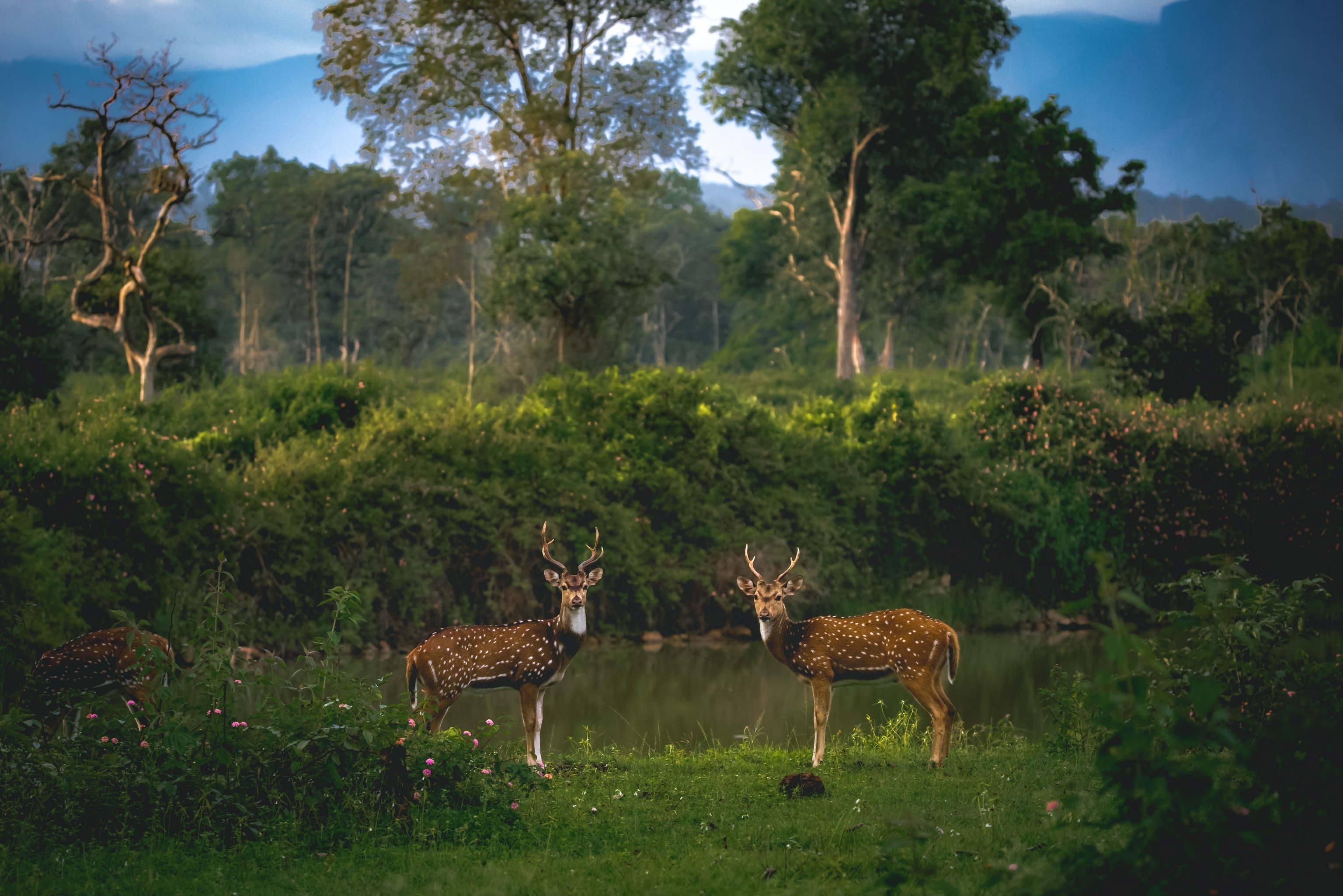 deer, wildlife, portrait