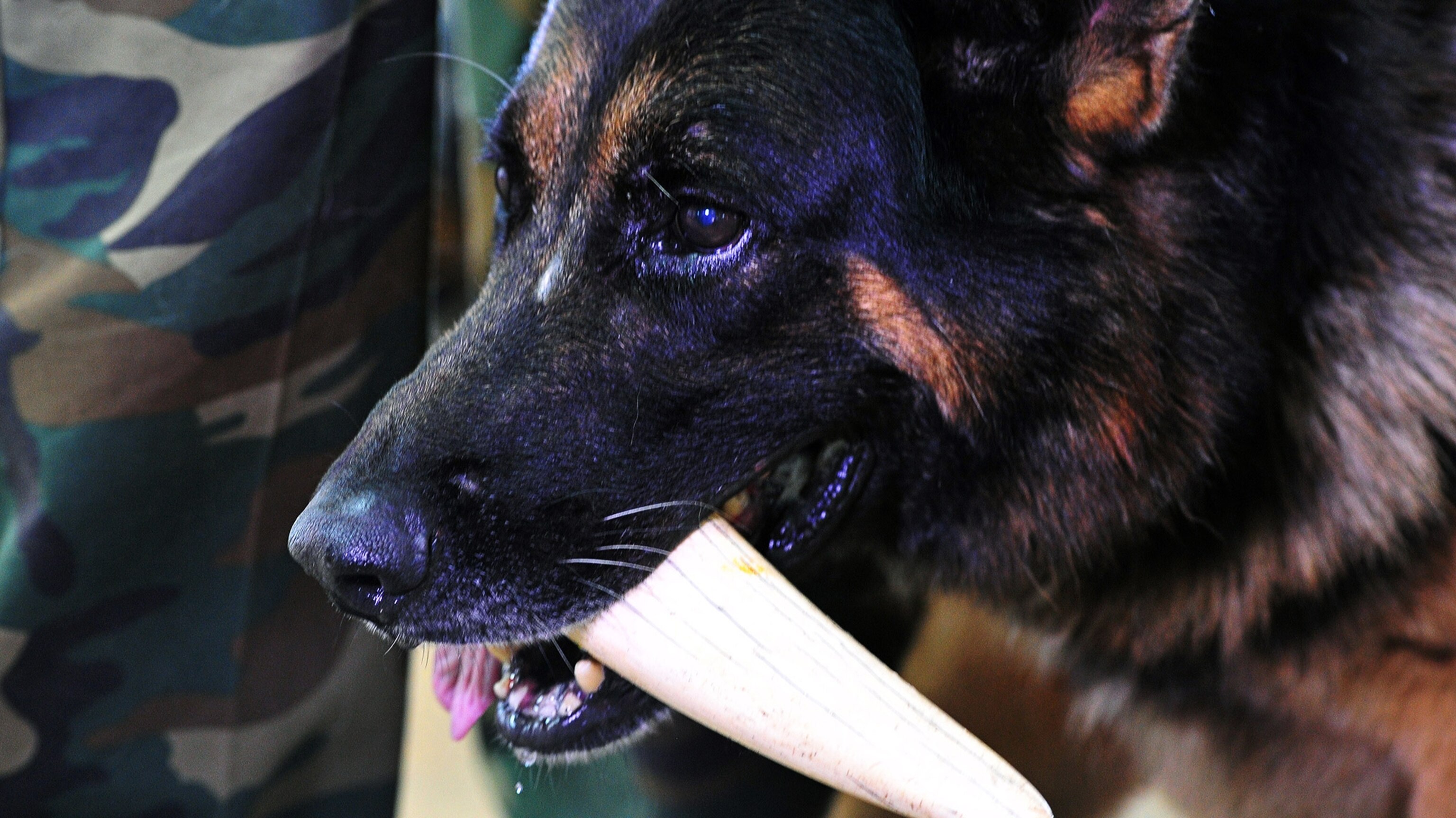 01-Dogs-Sniff-Out-Ivory-in-