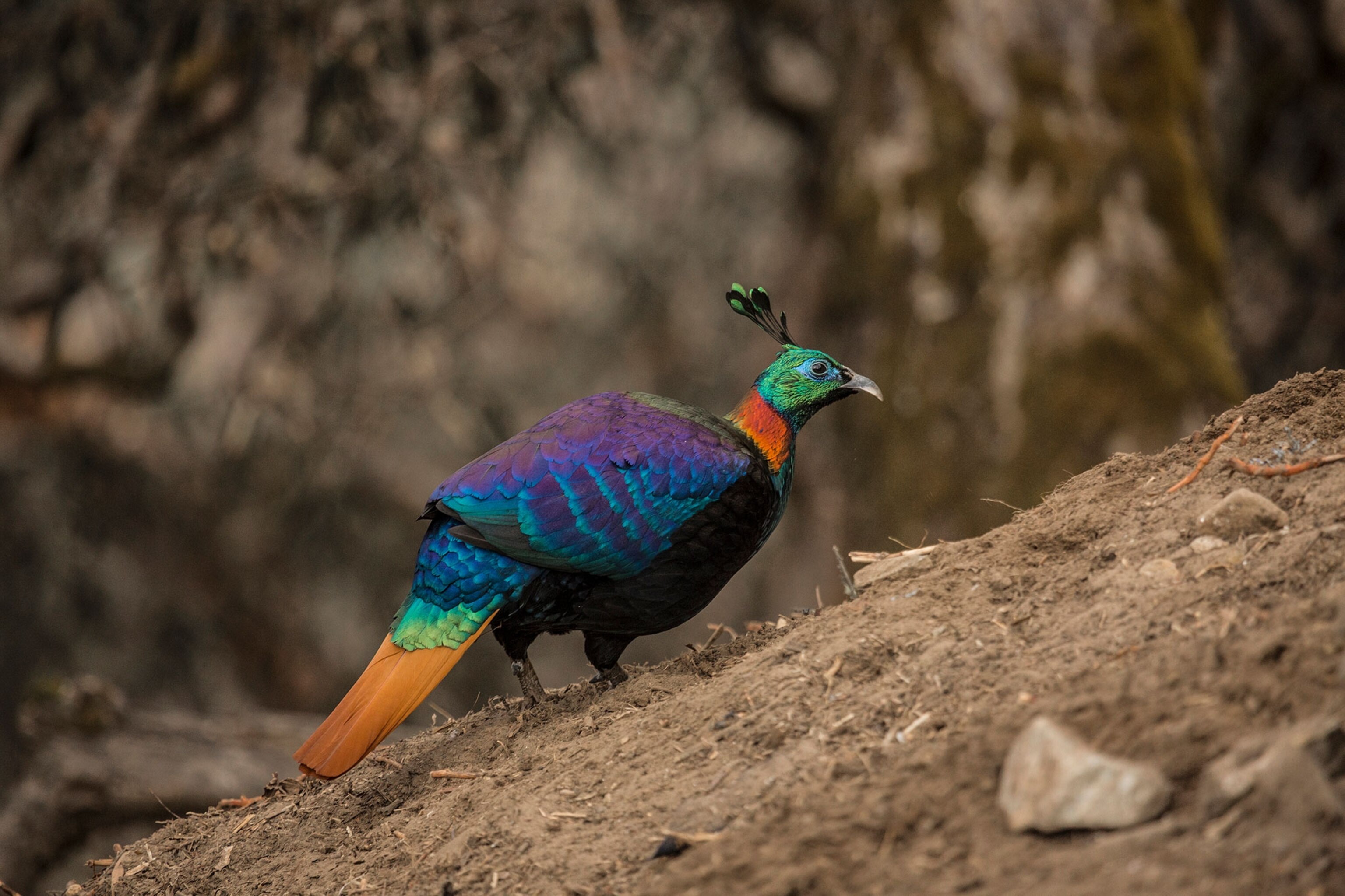 Himalayan Monal pheasant