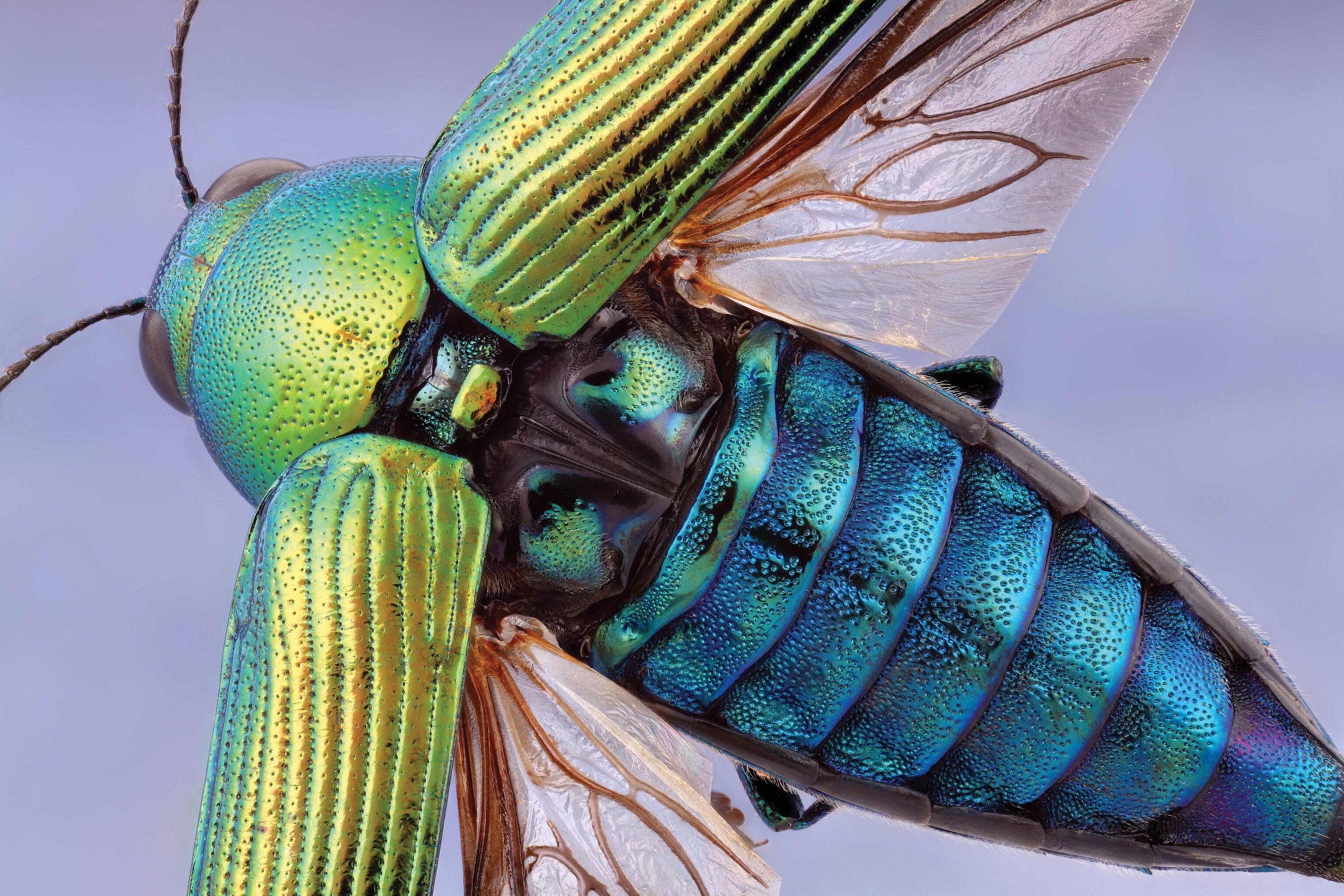 Picture of a metallic wood-boring beetle, showing the various iridescent shades of blues and greens of its chitin.