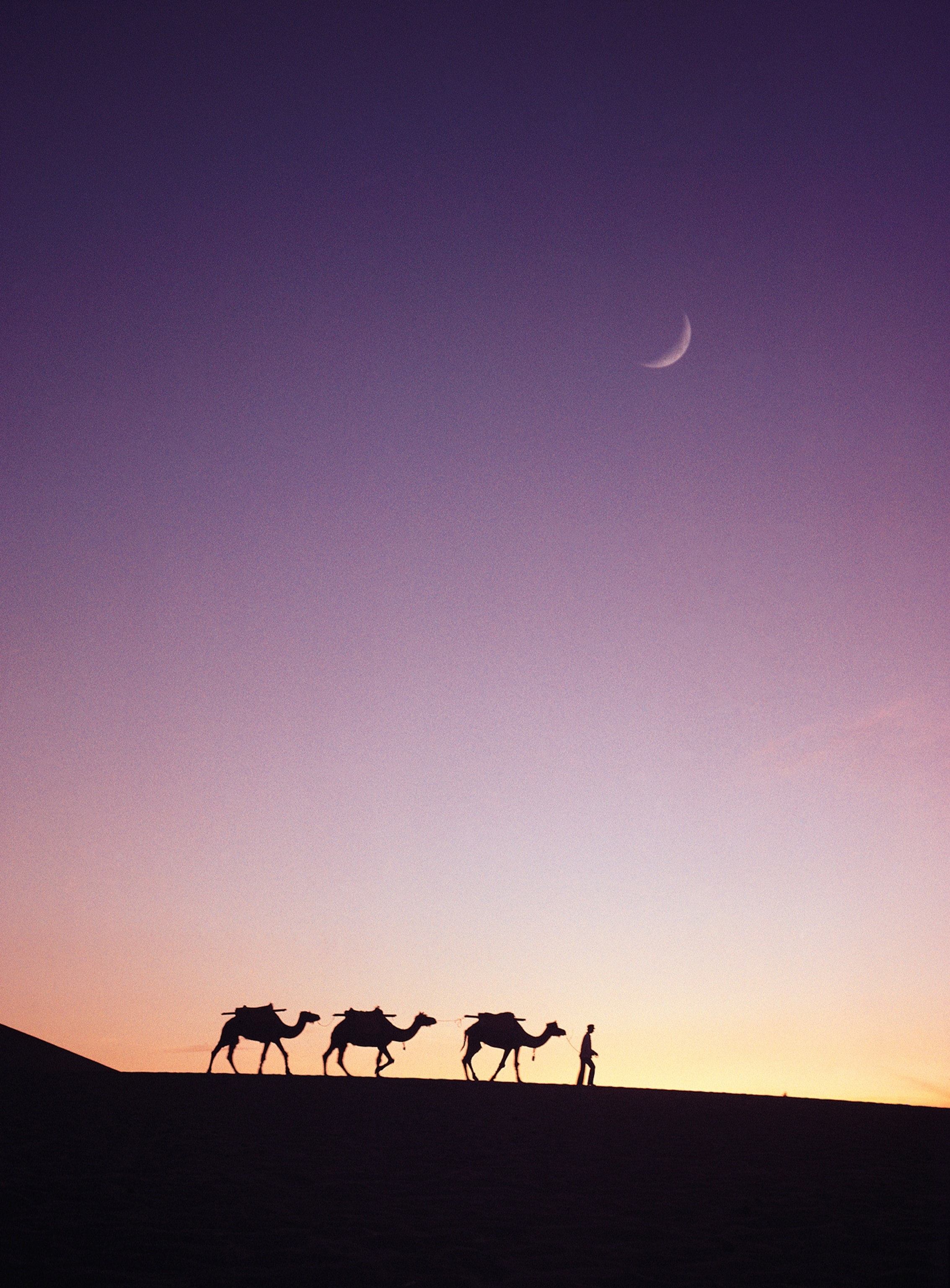 China. Gansu Province. Dunhuang desert landscape. Camel train silhouette at dawn.