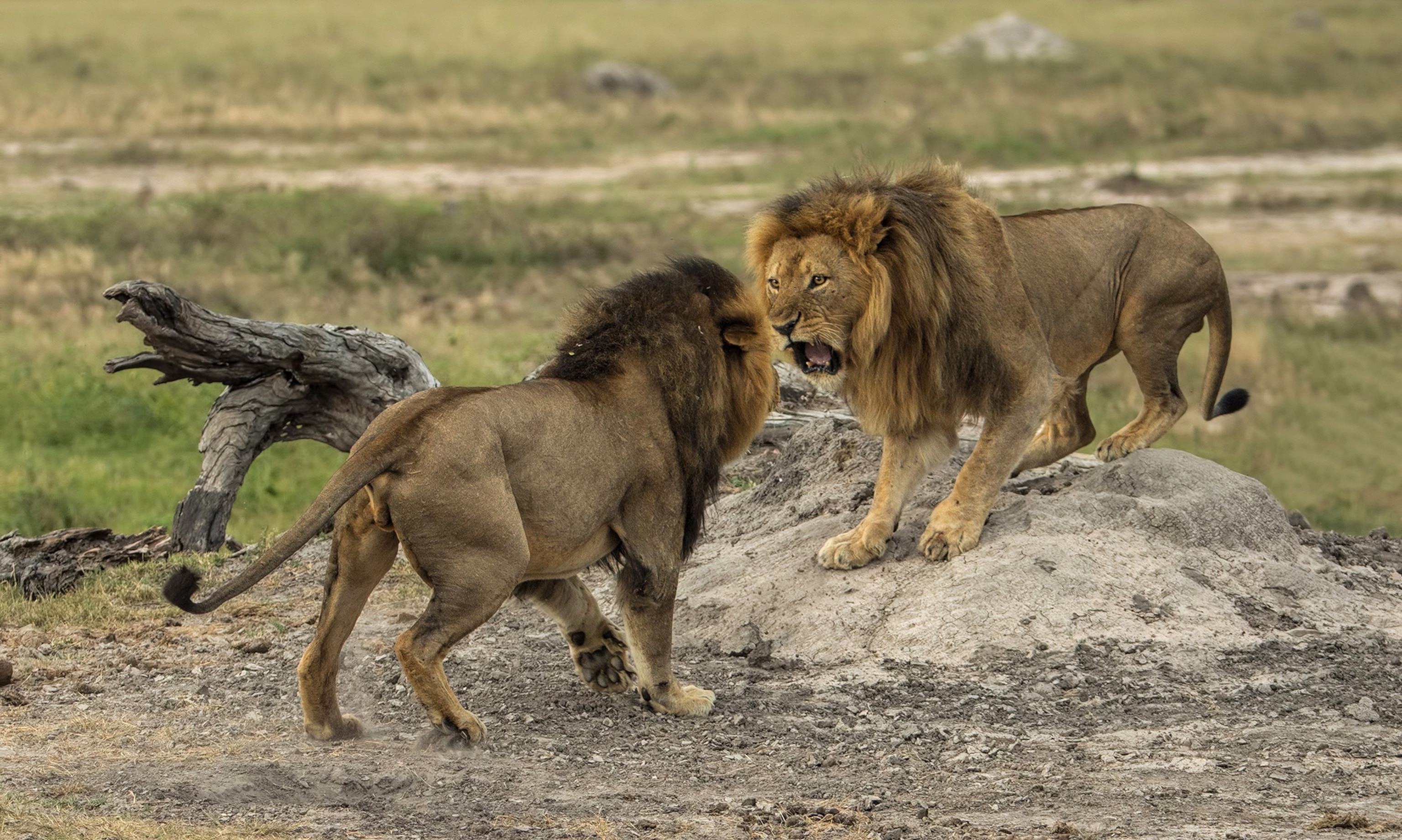 Jericho the lion