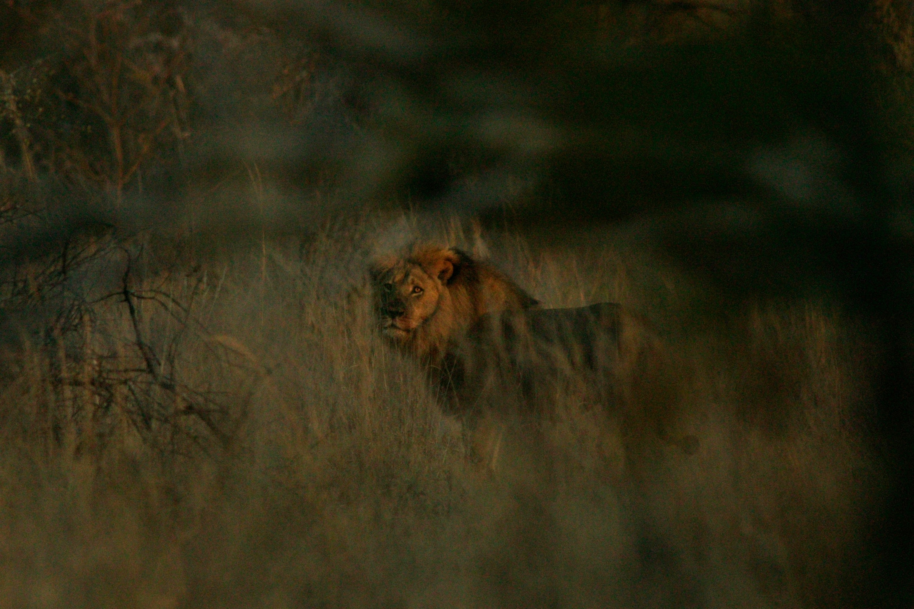 Jericho the lion