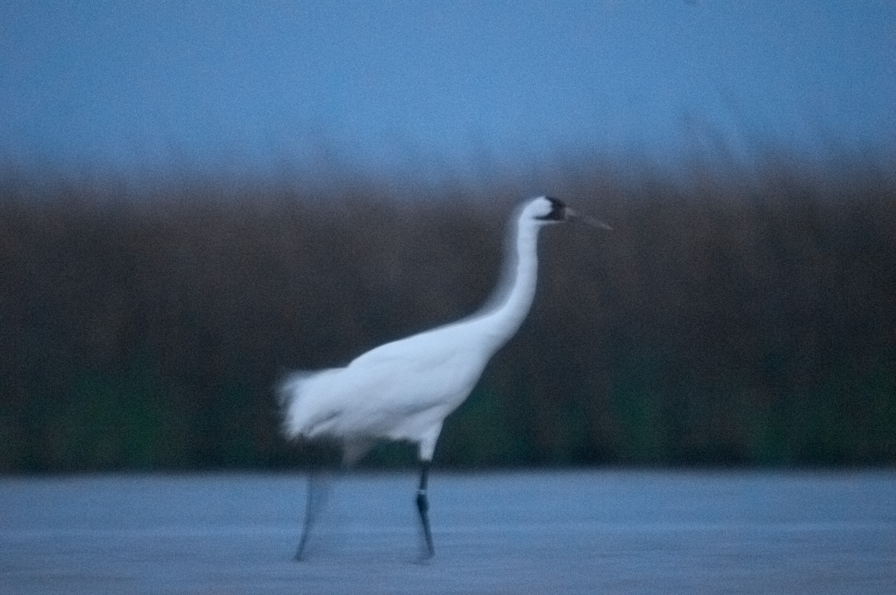 a whooping crane