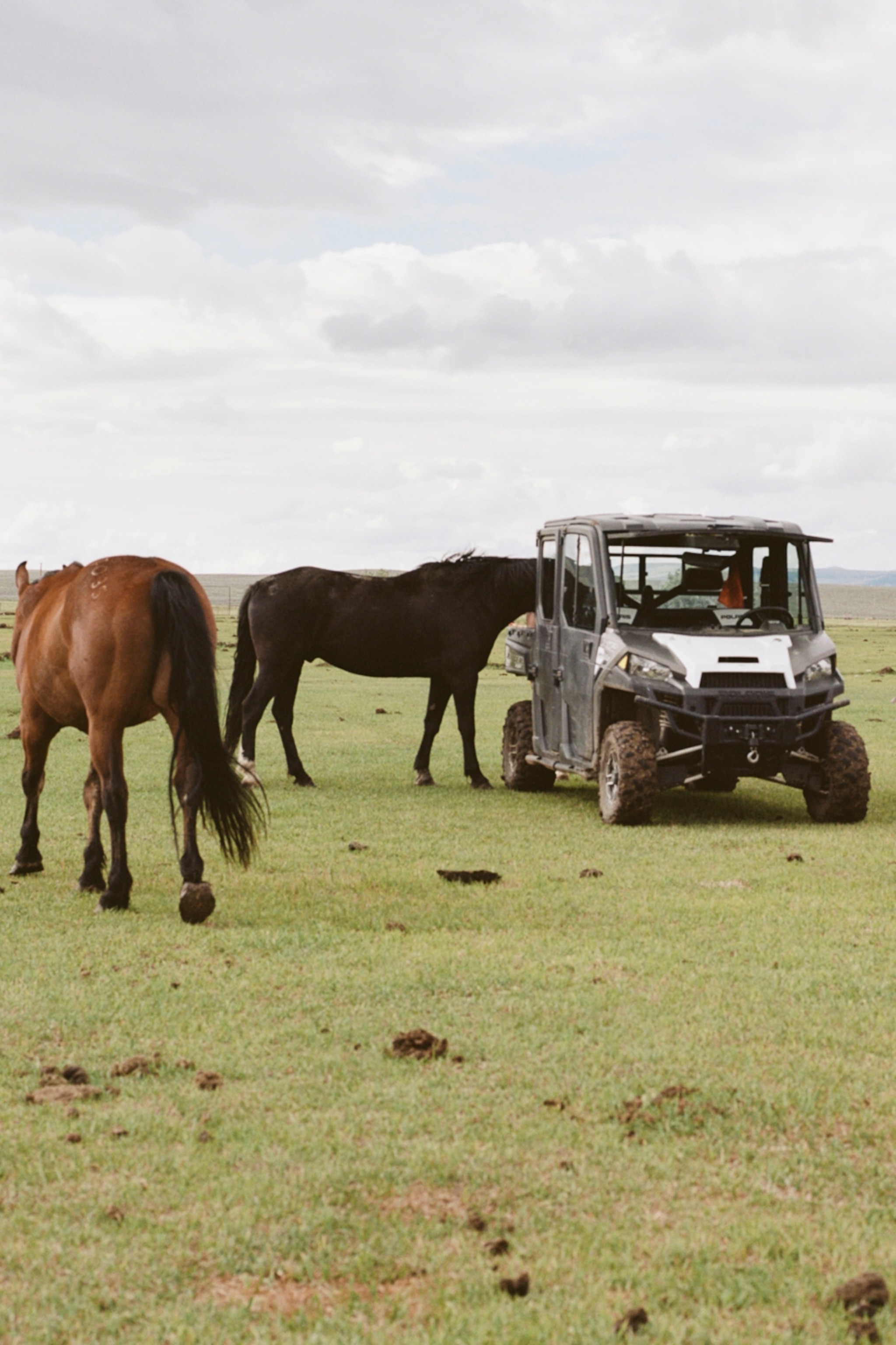 A quad bike on a wide field with a group of grazing horses.