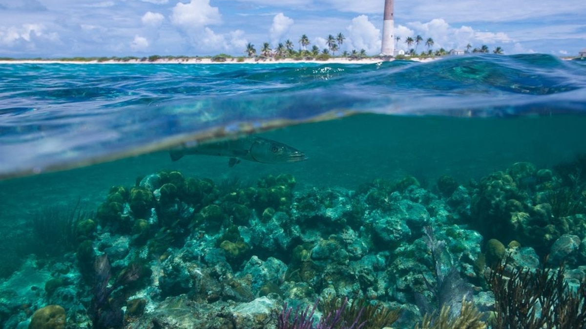 Photos Beneath the Surface in Florida National Geographic Travel