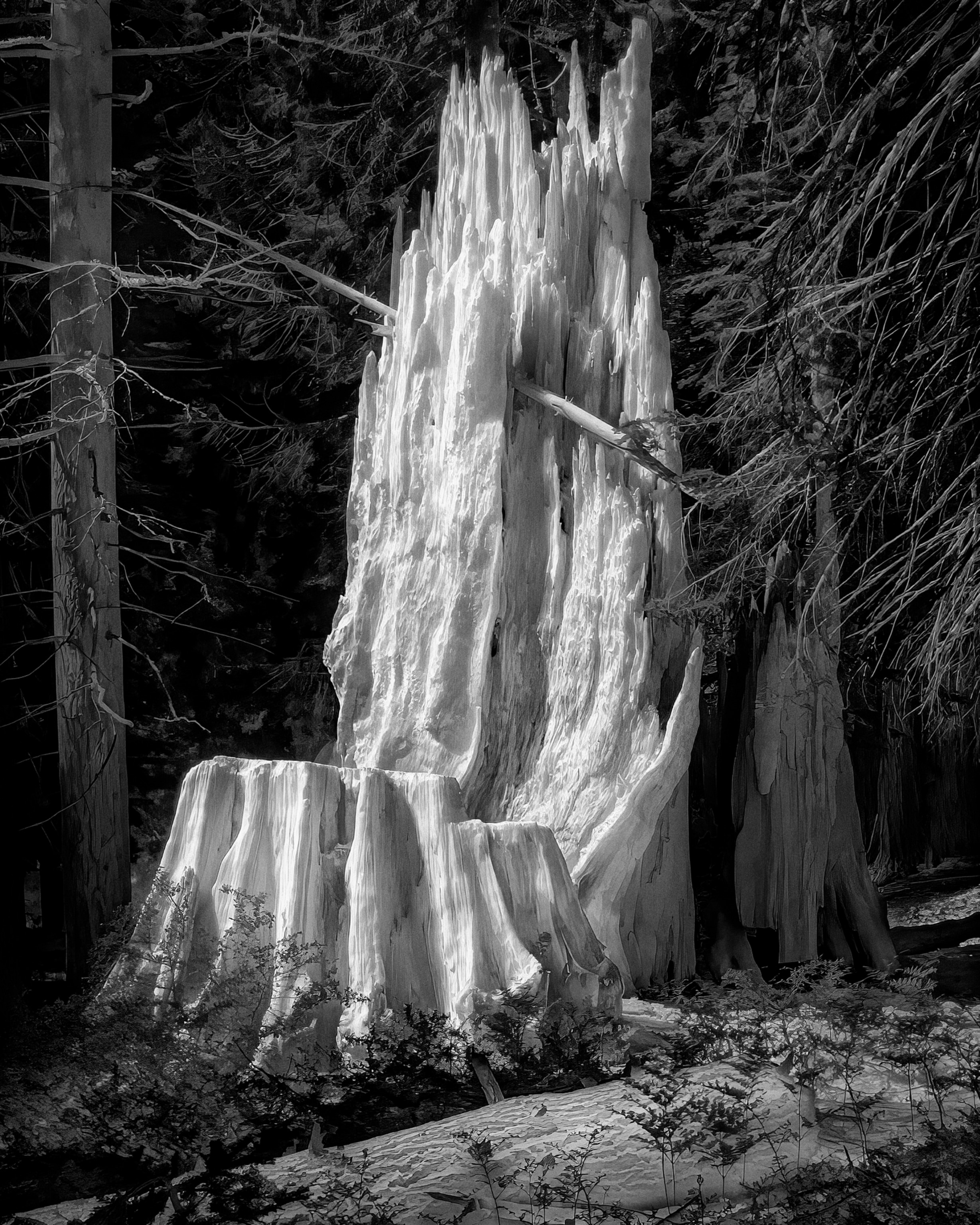 A thermal black and white photo of Giant sequoias, with the objects that are the hottest appear brightest, while those that are coldest appear darkest.