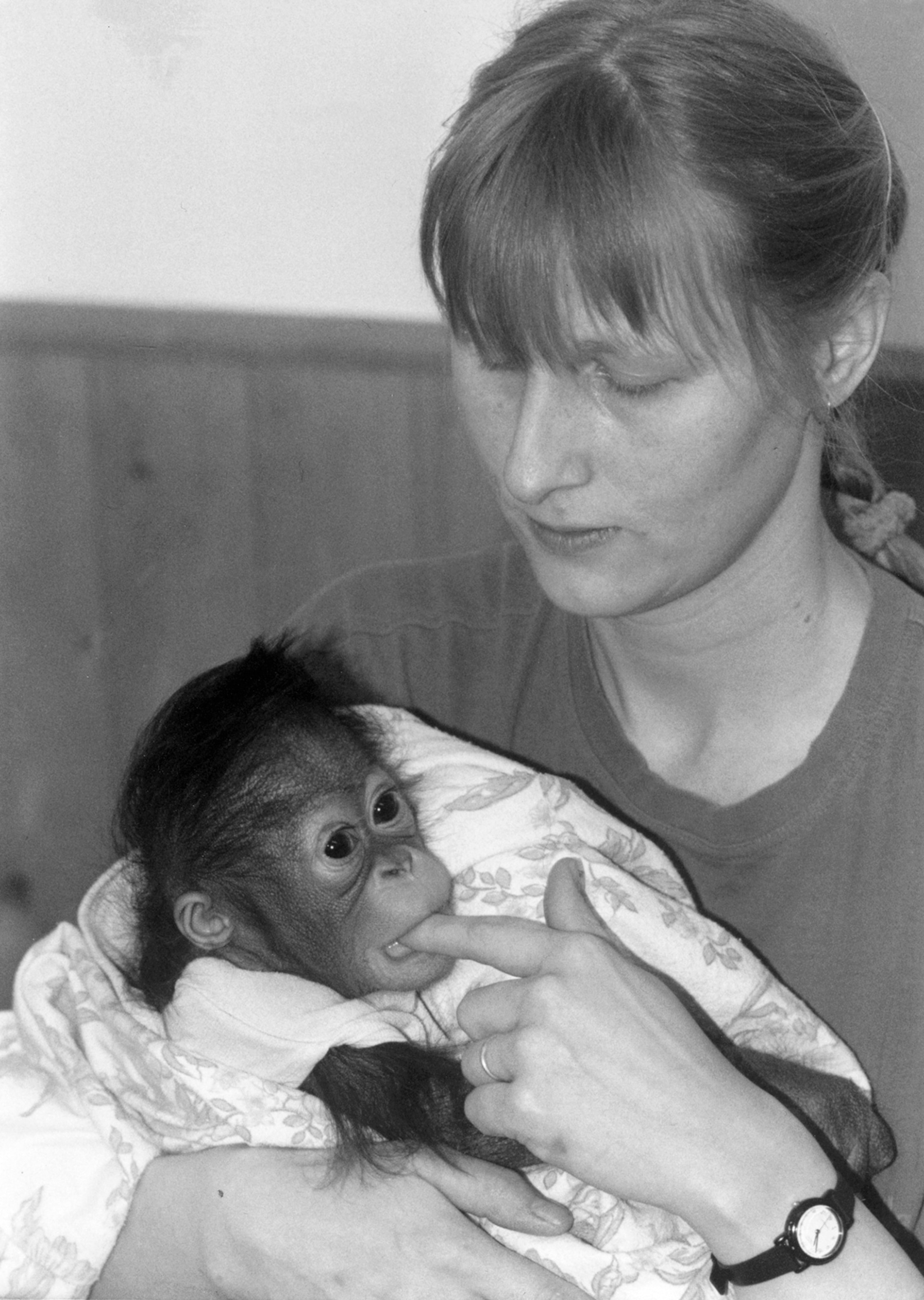 a zookeeper holding a baby orangutan named Wattana