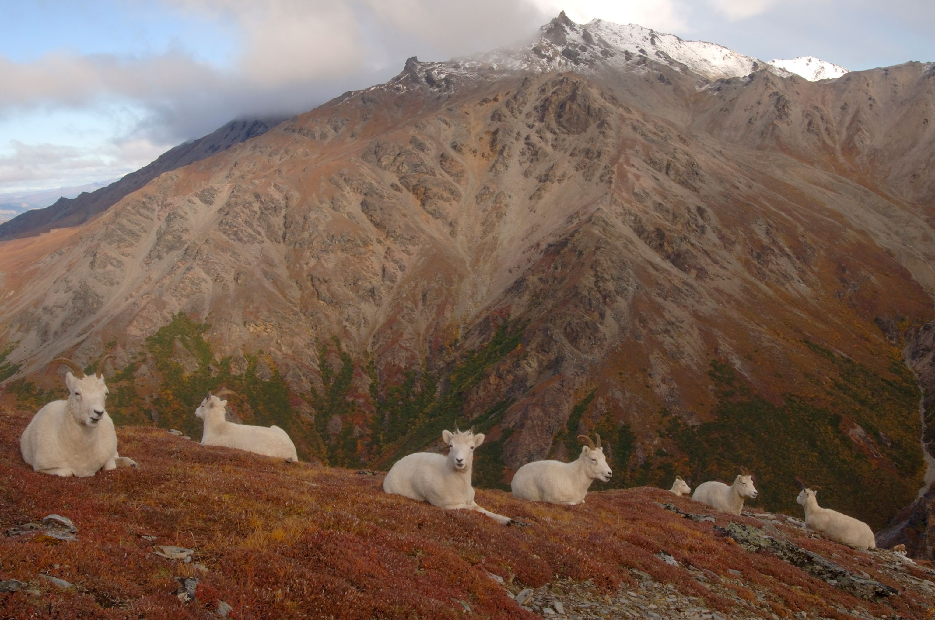 A group of sheep laying down on a hillside.