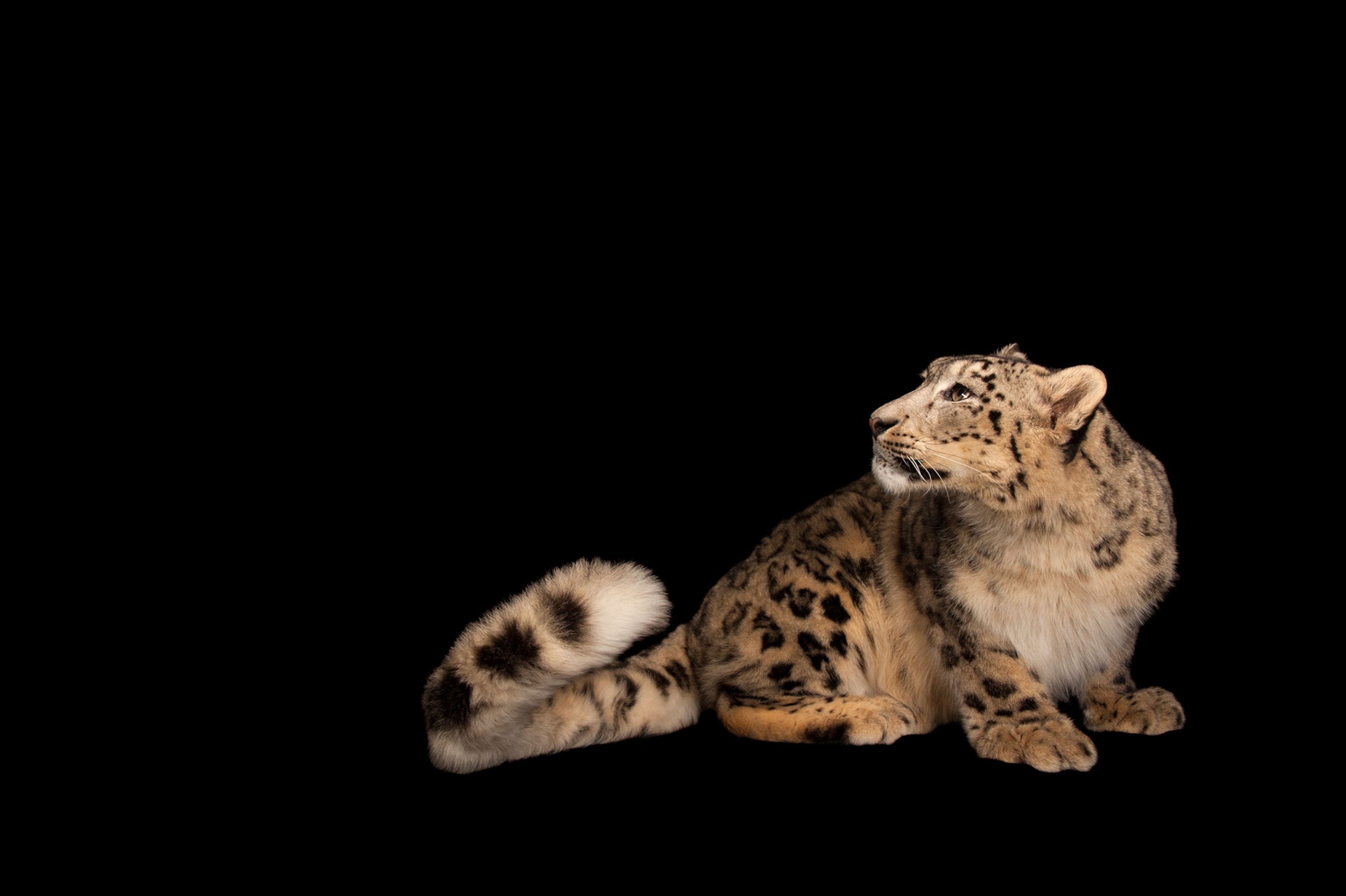 a snow leopard taken at the Miller Park Zoo