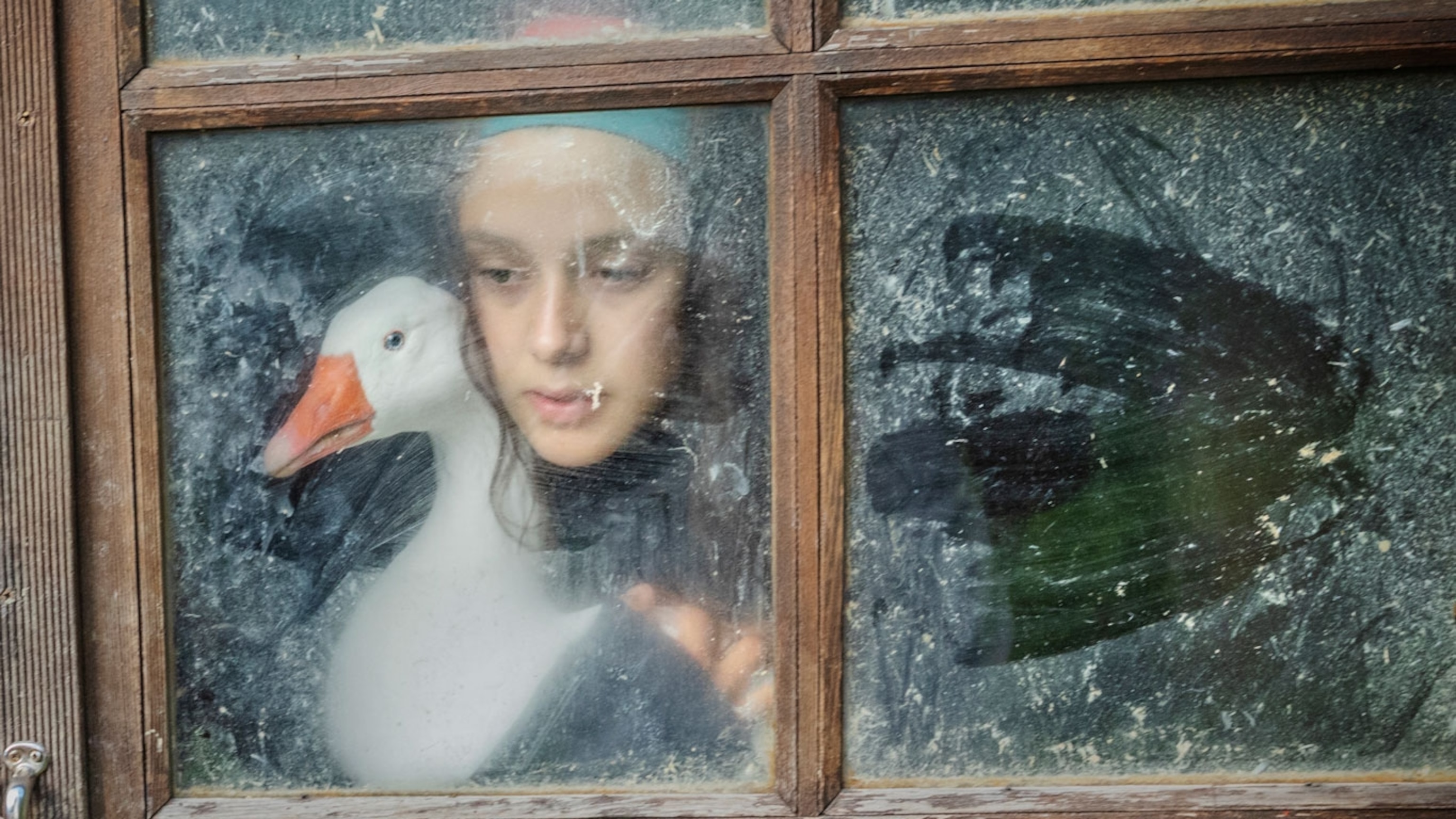 In Spain, sanctuaries give forever homes to rescued farmed animals