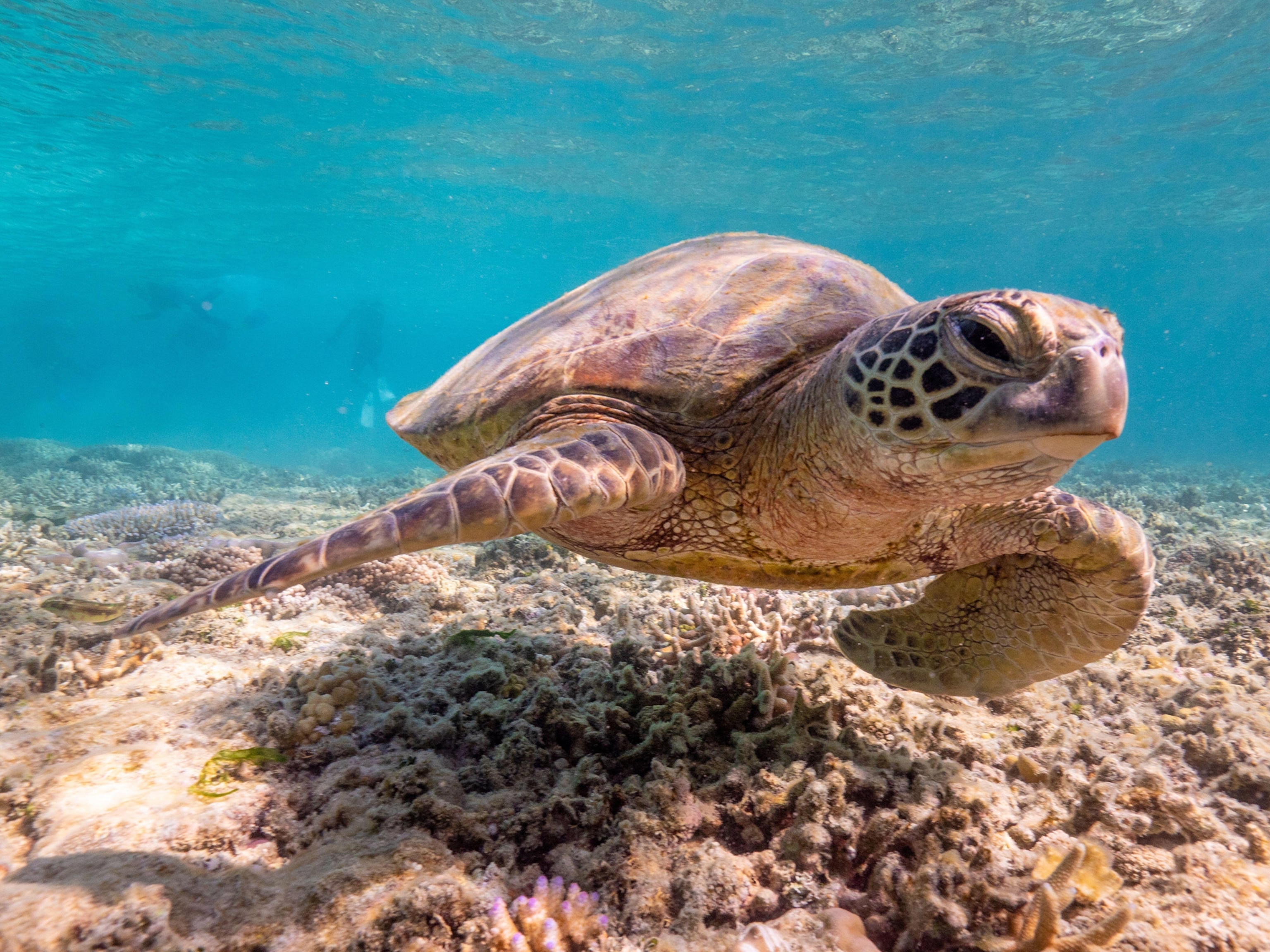 A brown sea turtle swims toward the right of the frame along reef, blue water above.