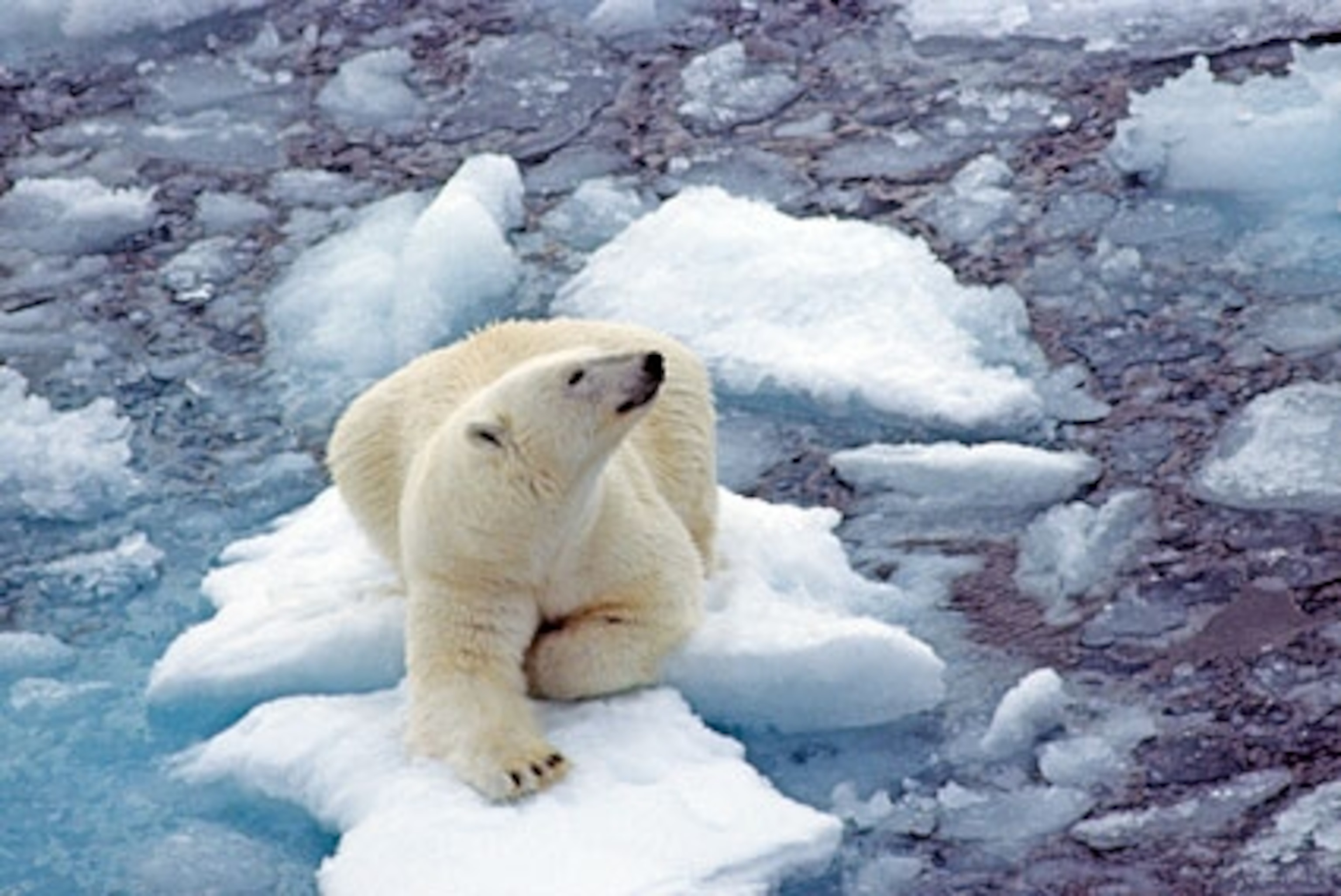 russian-polar-bear-picture.jpg