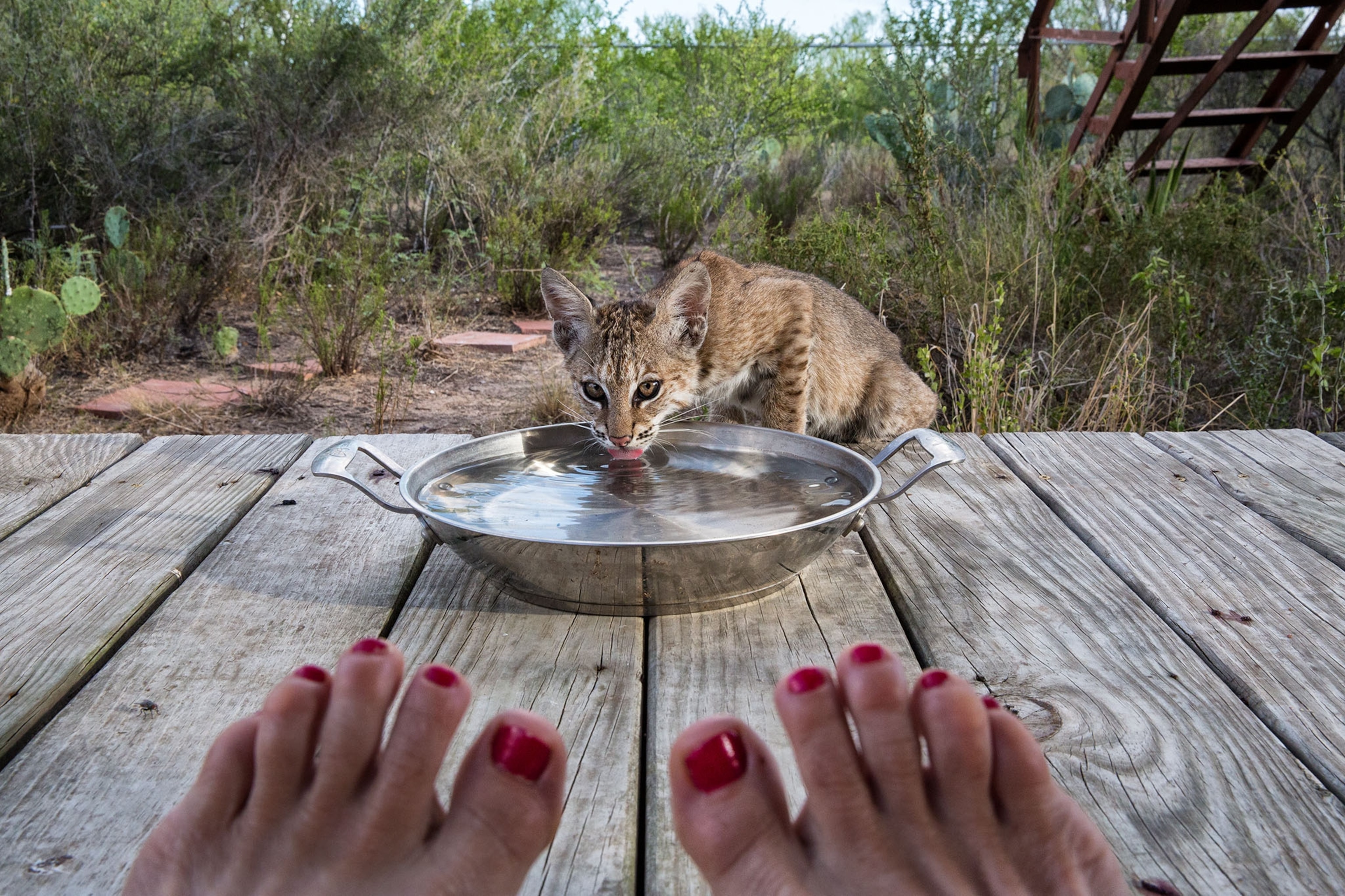 a bobcat family on a ranch