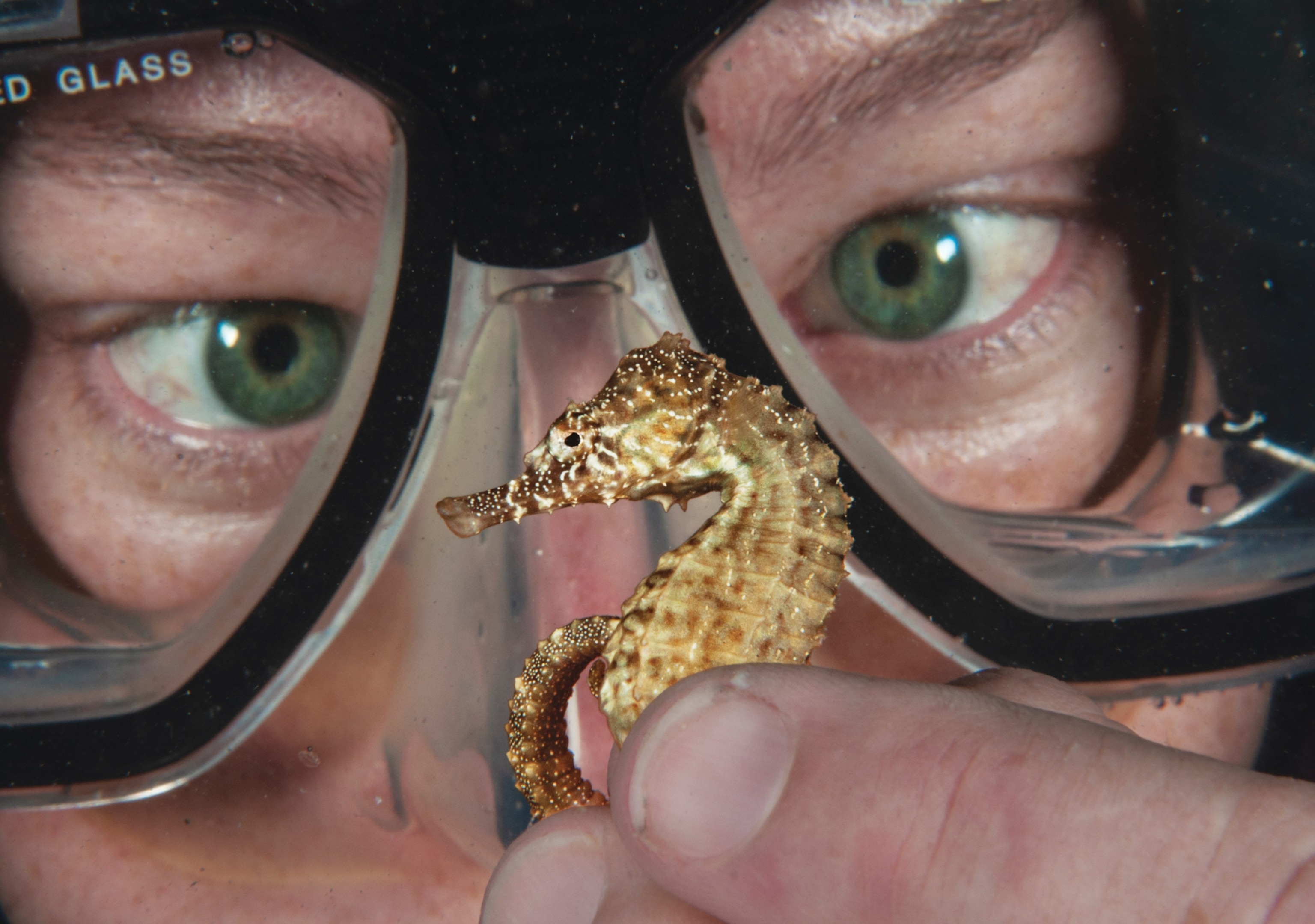 Closeup of human eyes in snorkeling goggles looking at seahorse held in hands.