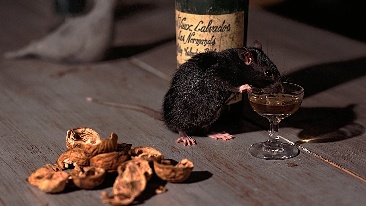 Yes, Rats Can Swim Up Your Toilet. And It Gets Worse Than That.