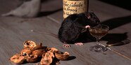 Are Rats Attracted To Dog Poop