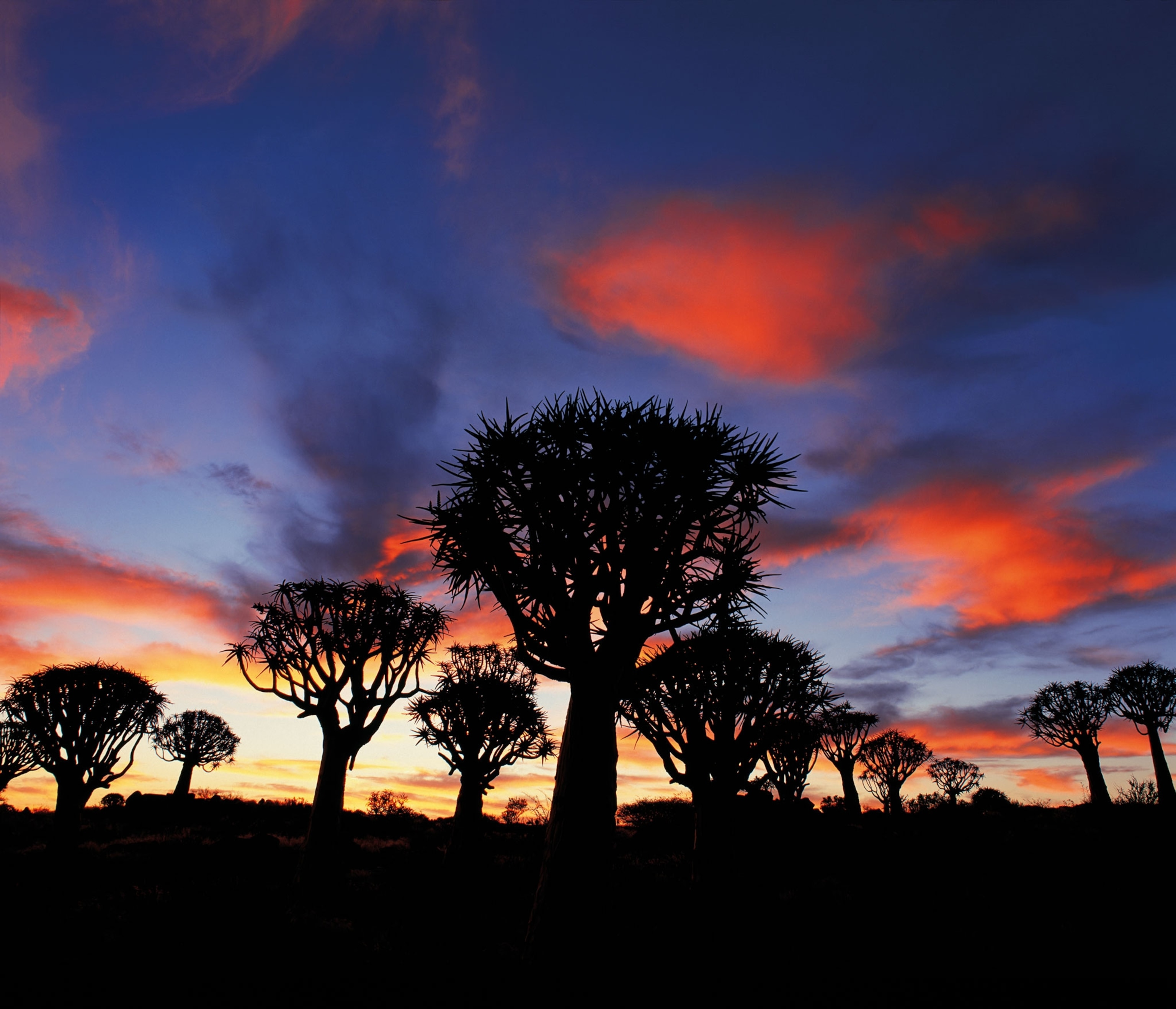 Trees silhouetted at sunset.