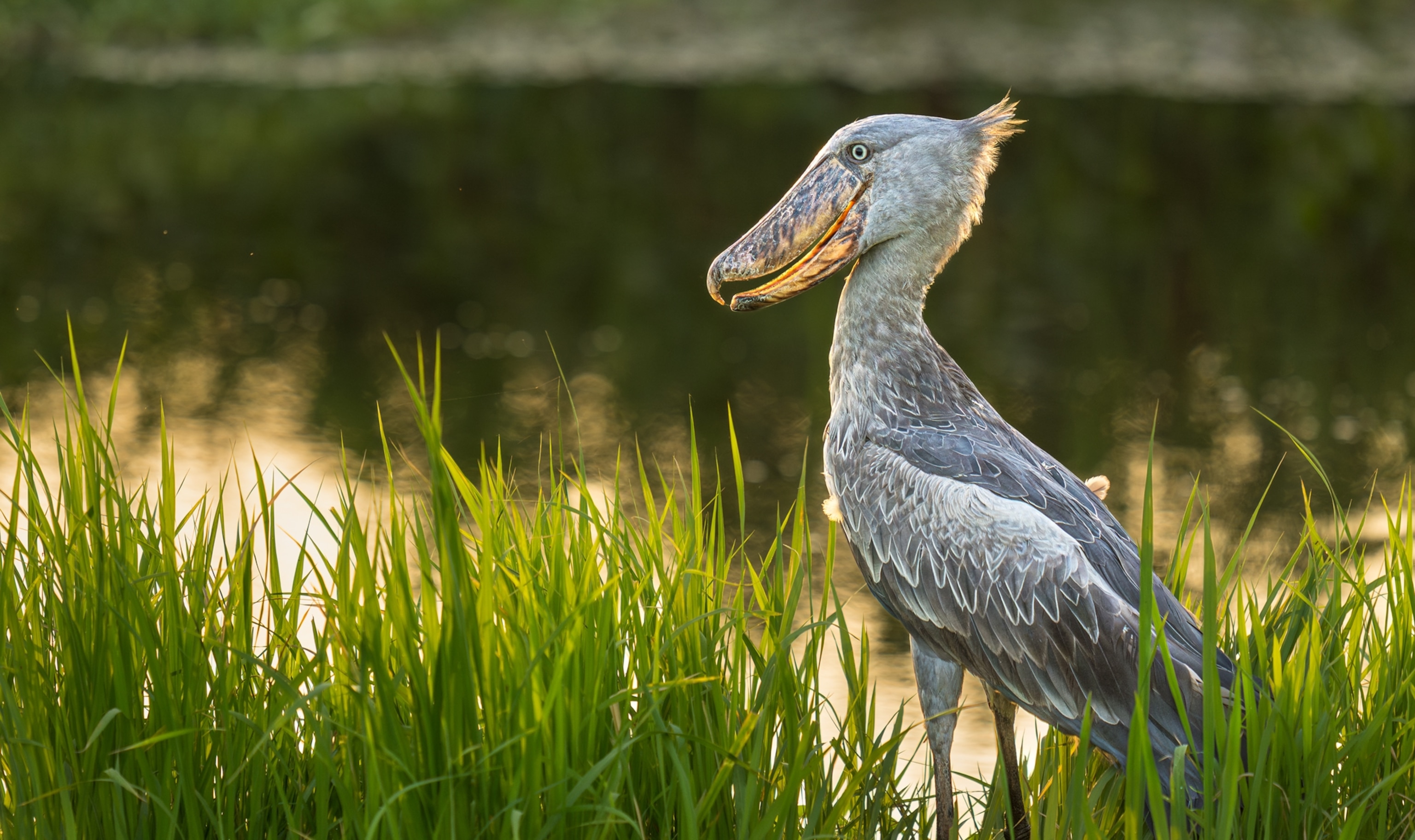 A bird with a very large beak stands in the grass with water in the background.
