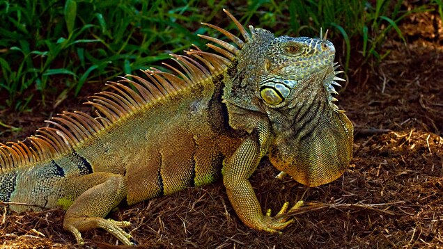 What To Do With Puerto Rico S Invasive Iguanas Eat Them