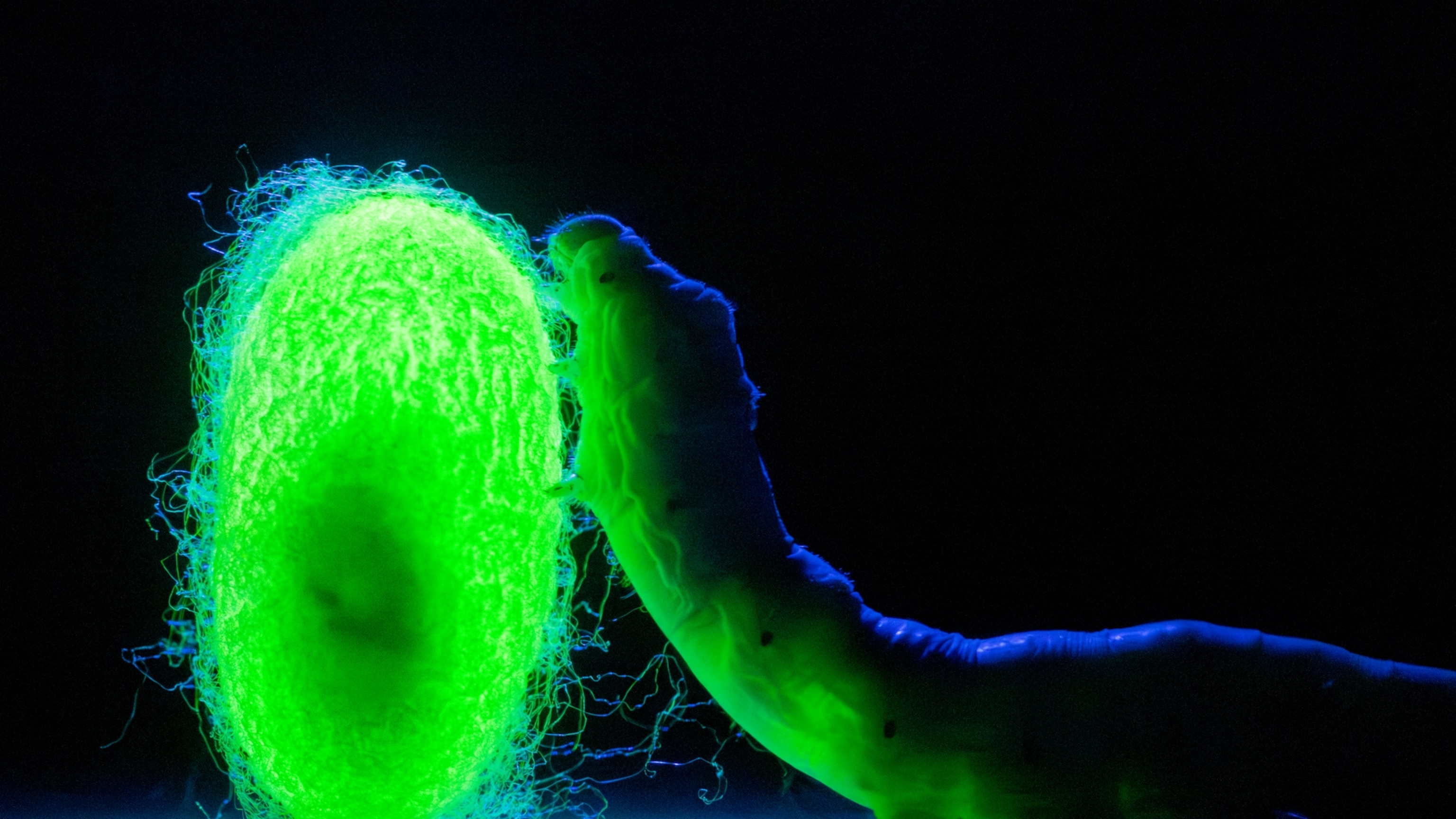 The quest to engineer a silk that’s stronger than steel