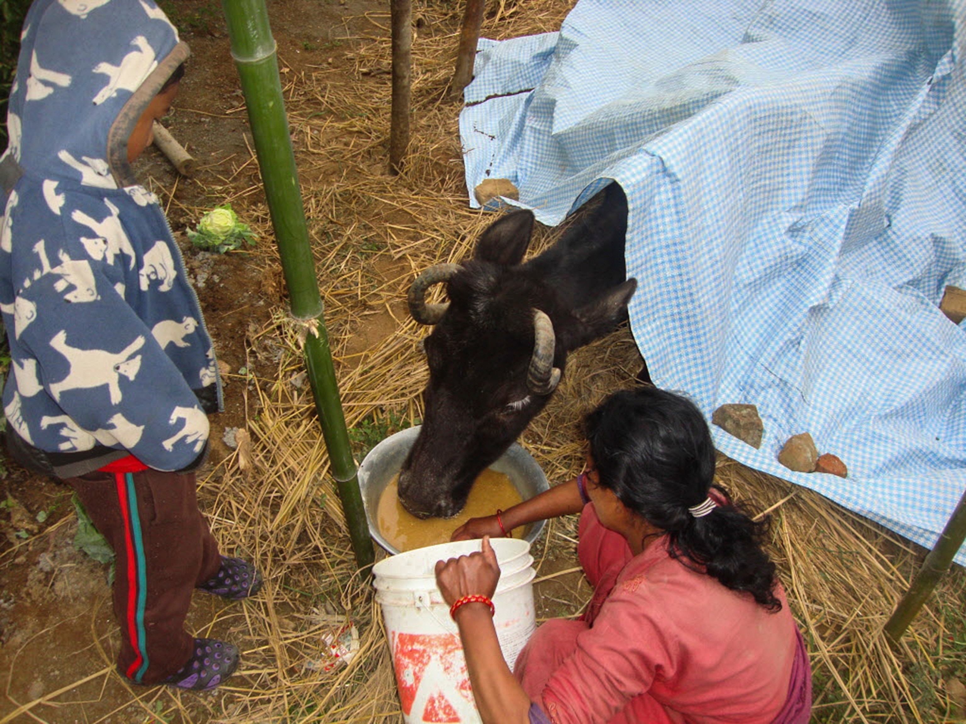 a rescued calf being fed