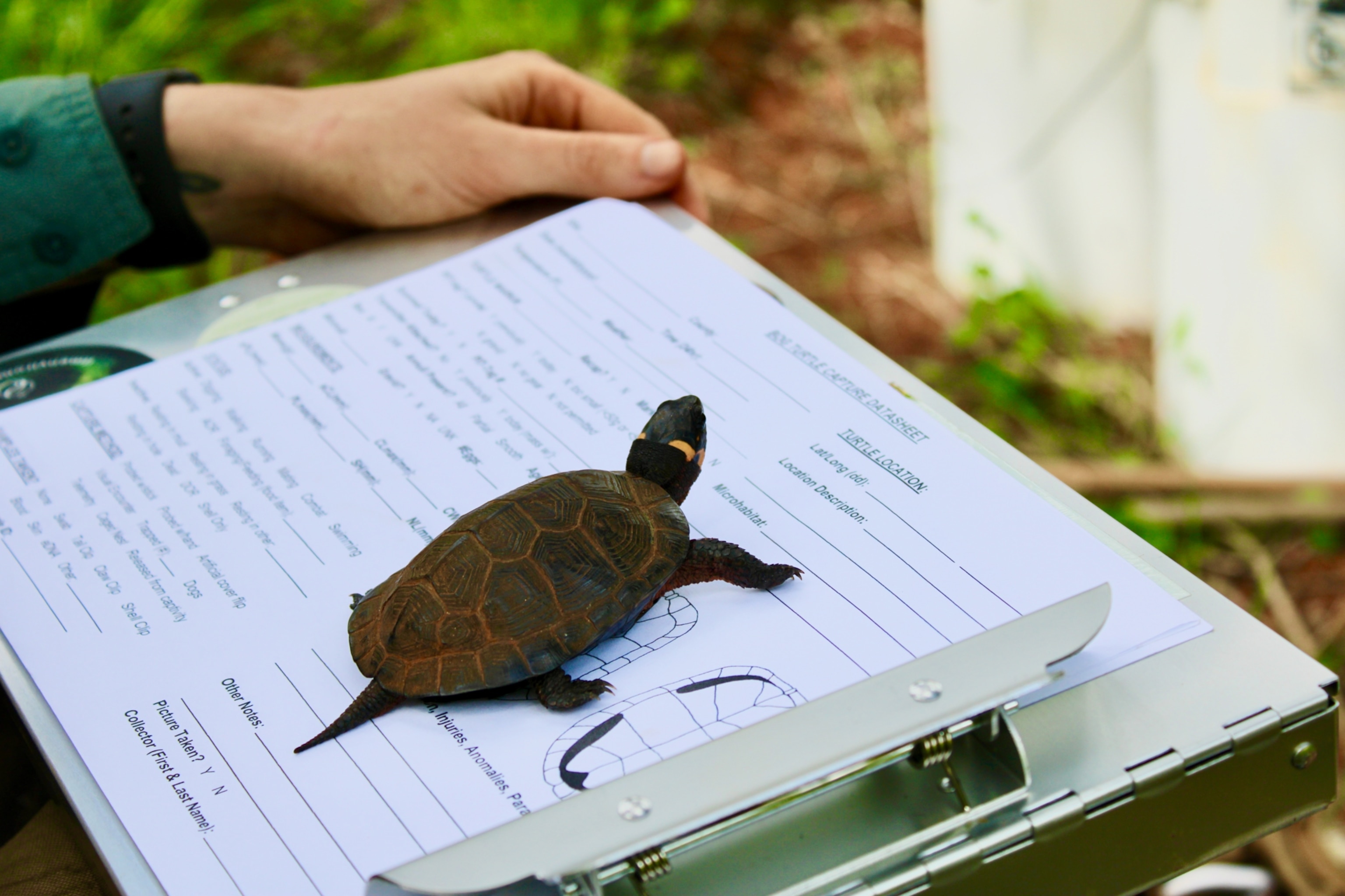 A turtle standing on a clipboard with a paper for documenting turtle observations