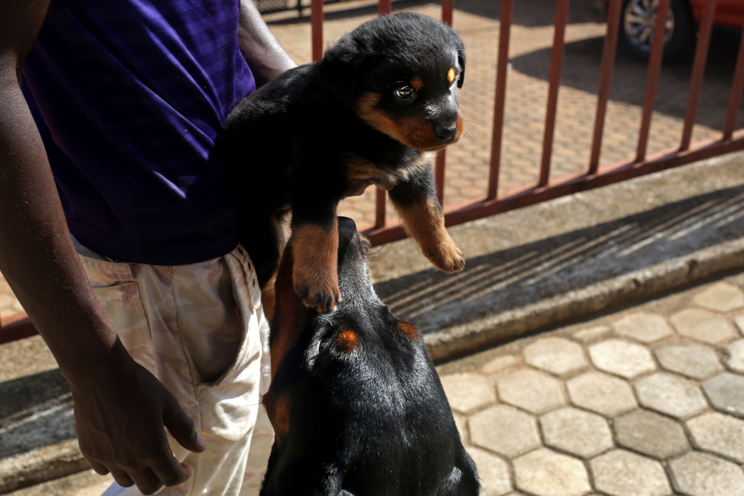 Beautiful Photos Show How Rwandans Are Embracing Dogs as Pets