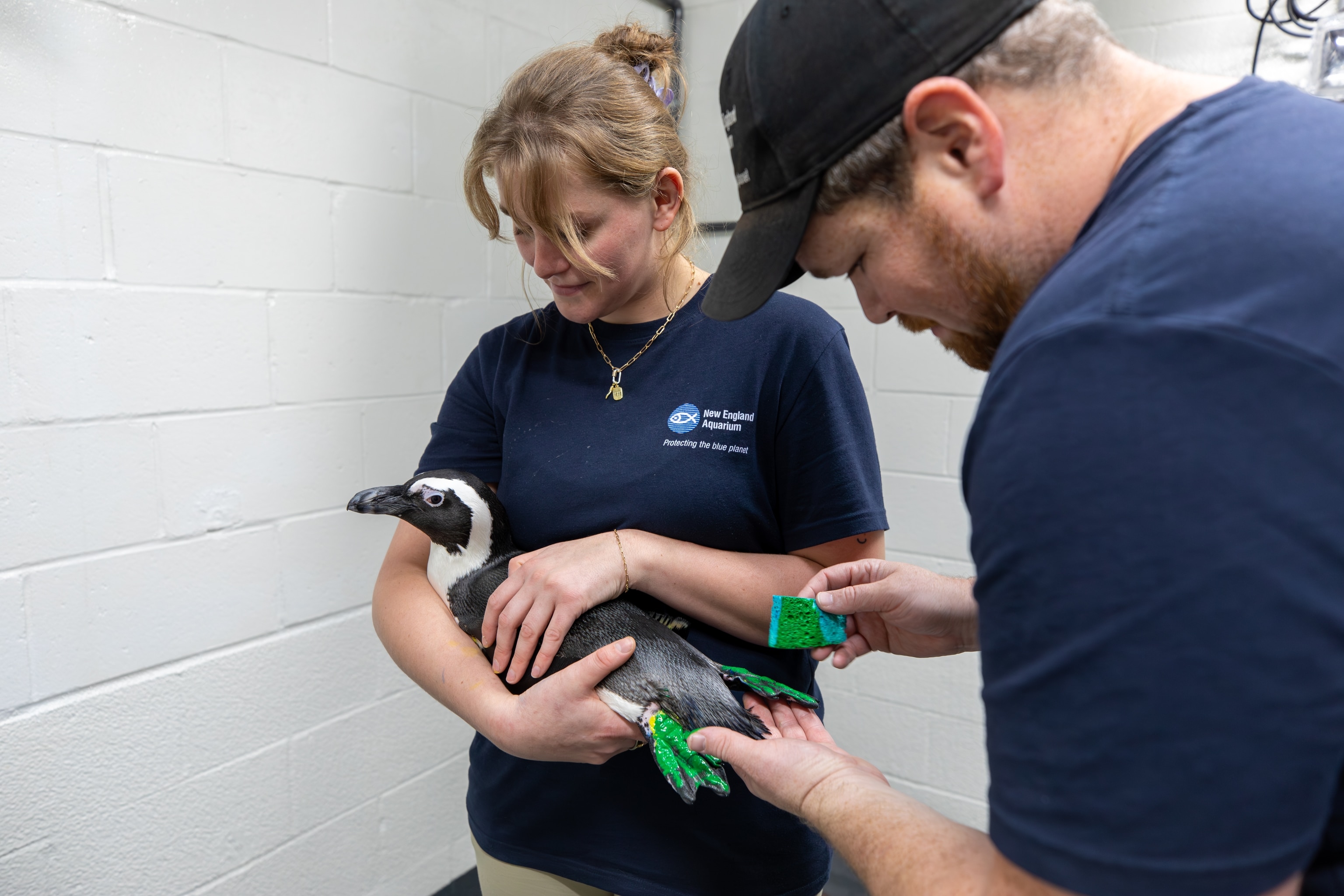New England Aquarium Senior Penguin Trainer Mia Luzietti holds an African penguin while Associate Curator Eric Fox prepares the bird for enrichment painting.
