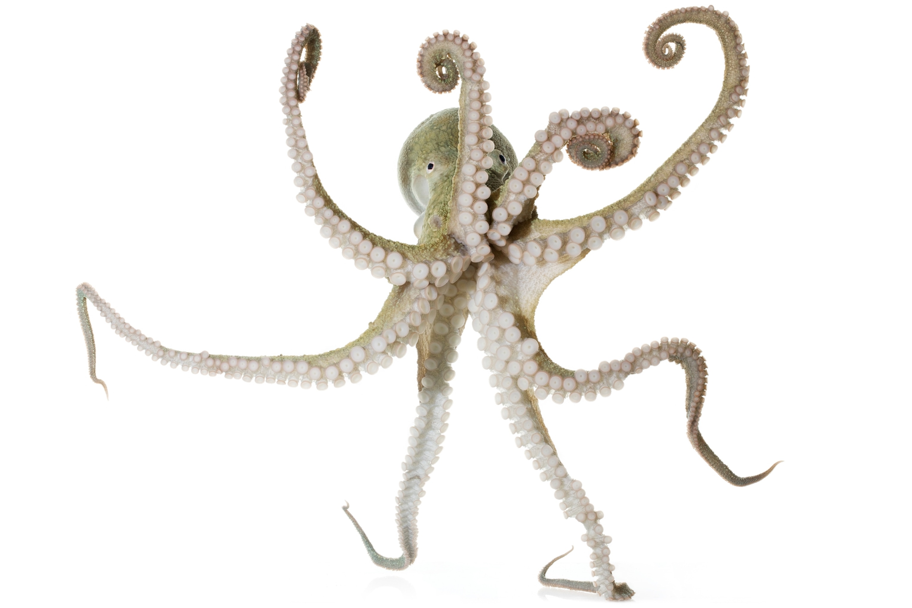 Graceful octopus with extended, curling tentacles, showcasing textured suction cups. Set against a white background