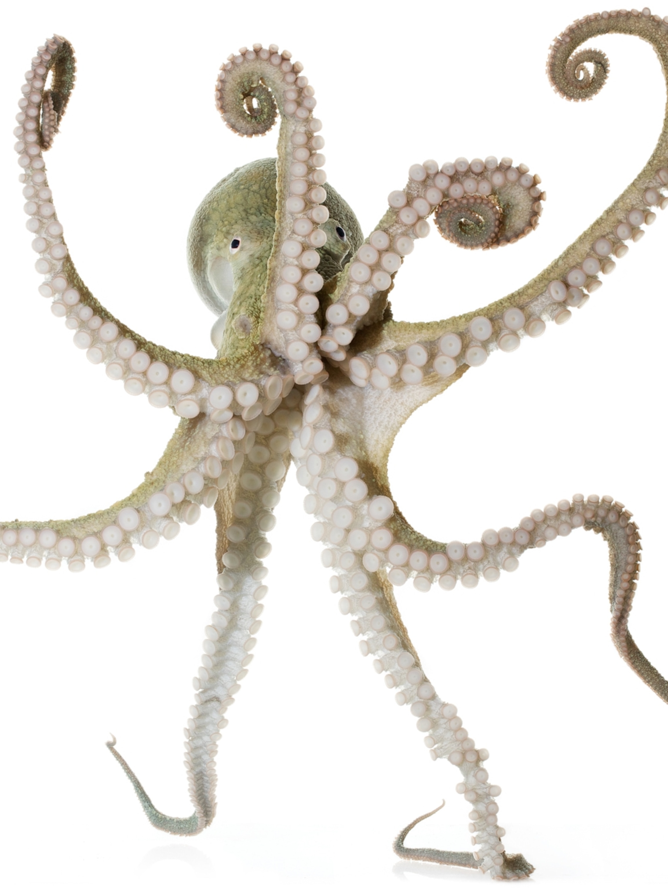 Why box jellyfish always have four eyes on the sky | National