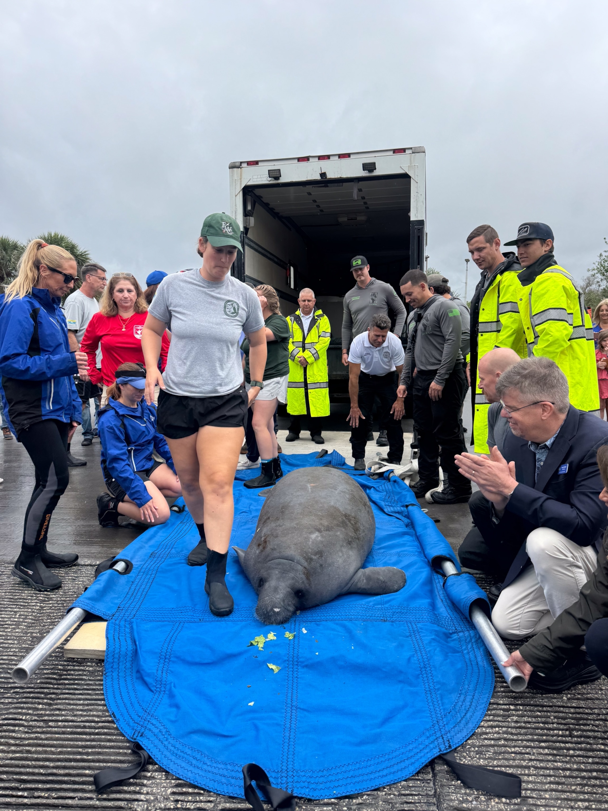 A group of people in rain gear surround a manatee on a blue stretcher in front of a truck