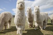 Confused Alpaca Confused Alpaca