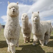 Trocadilhos De Alpaca