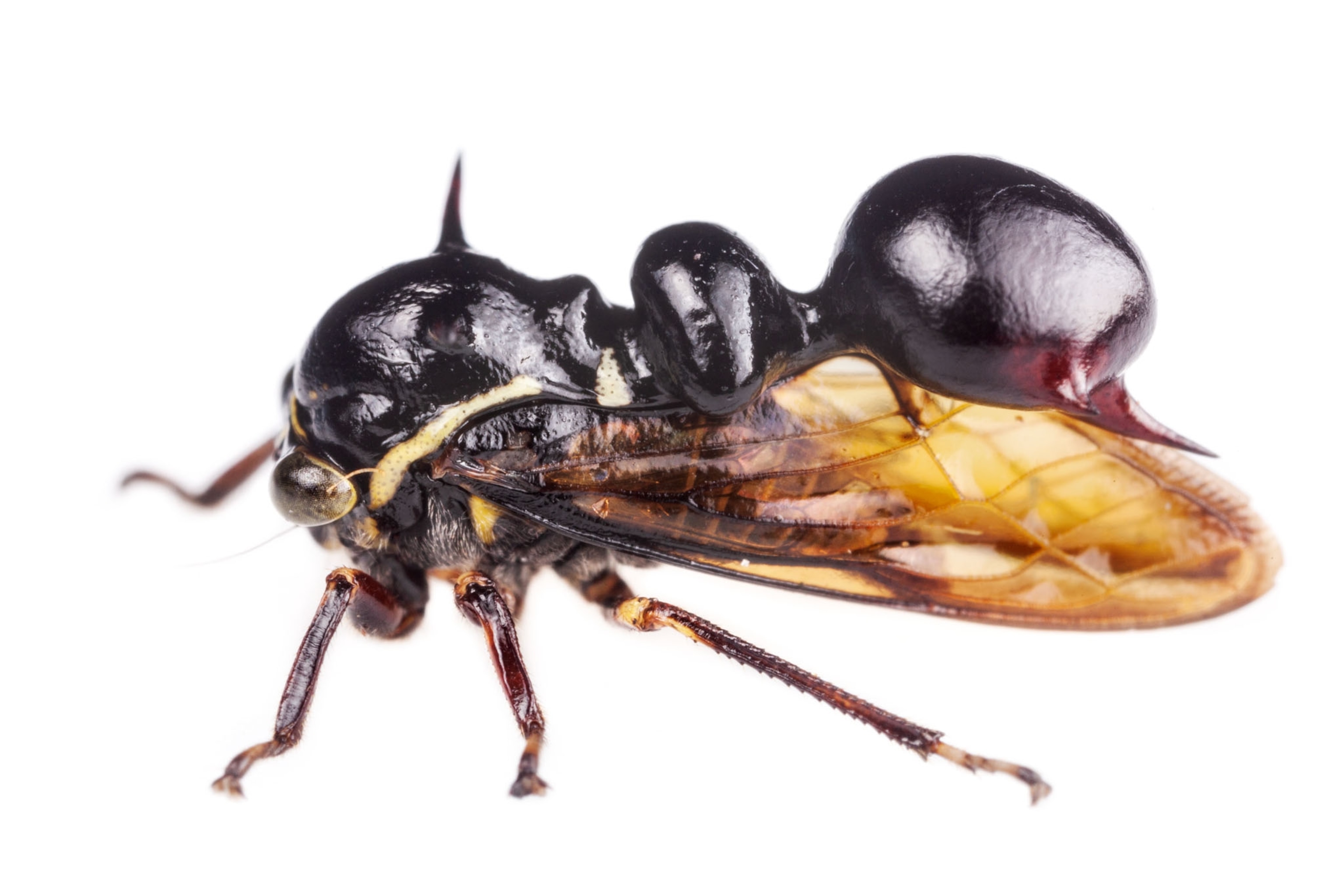 Treehoppers: pictures of the rainforest's mini-marvels