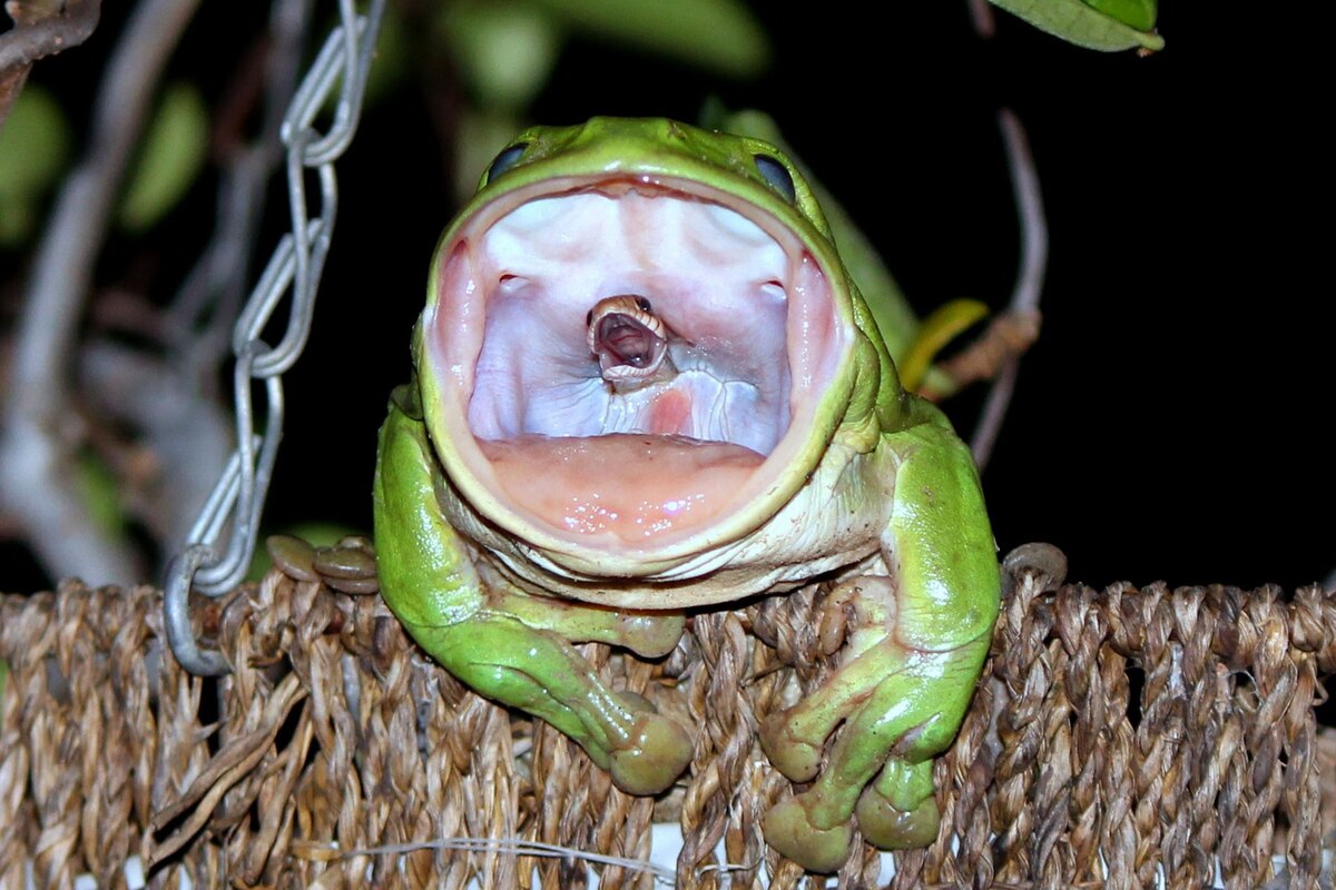 The Story Behind the Frog Swallowing the Snake Photo