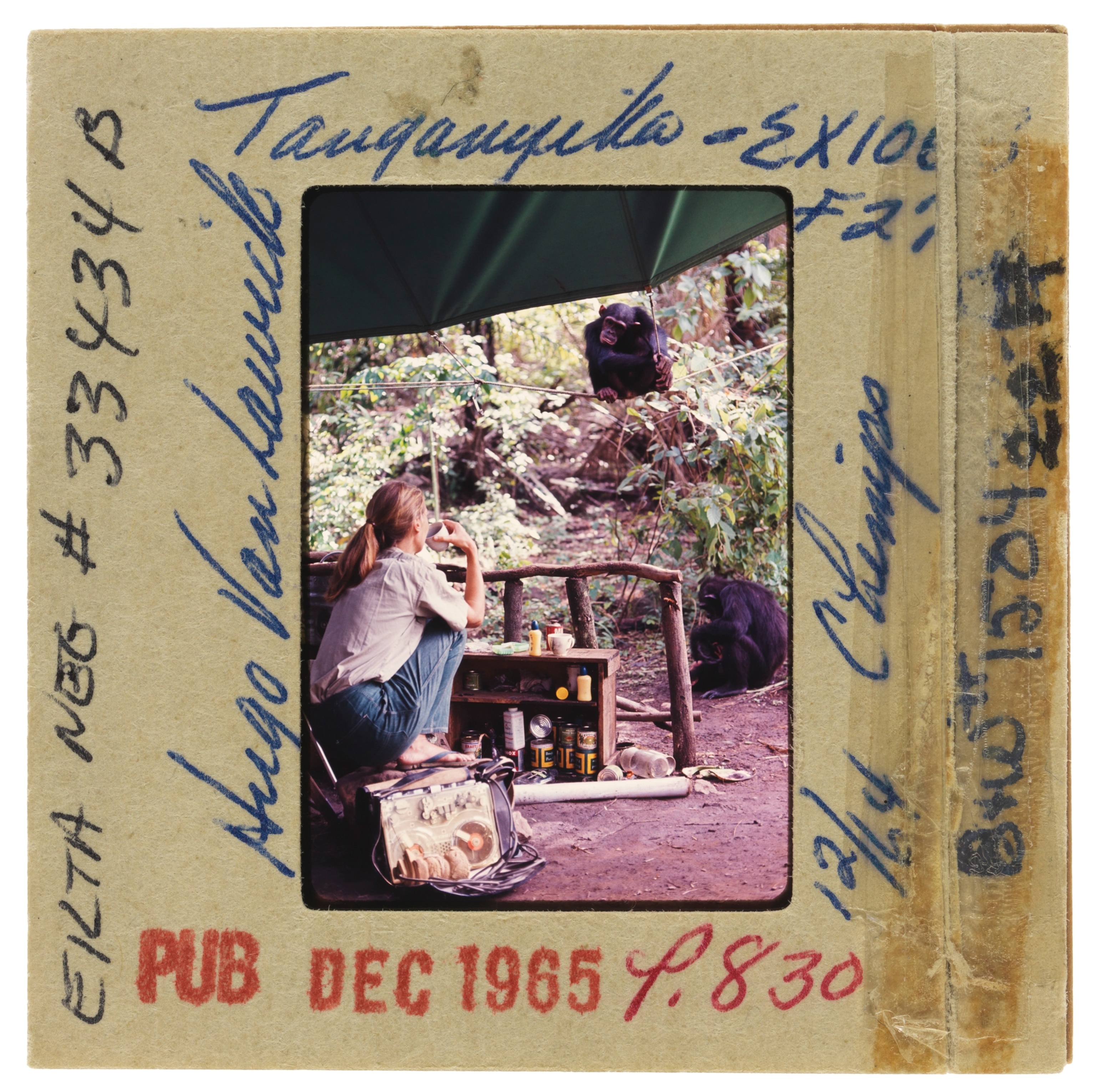 Jane Goodall sips a drink and observes chimpanzee perched on a guyline.