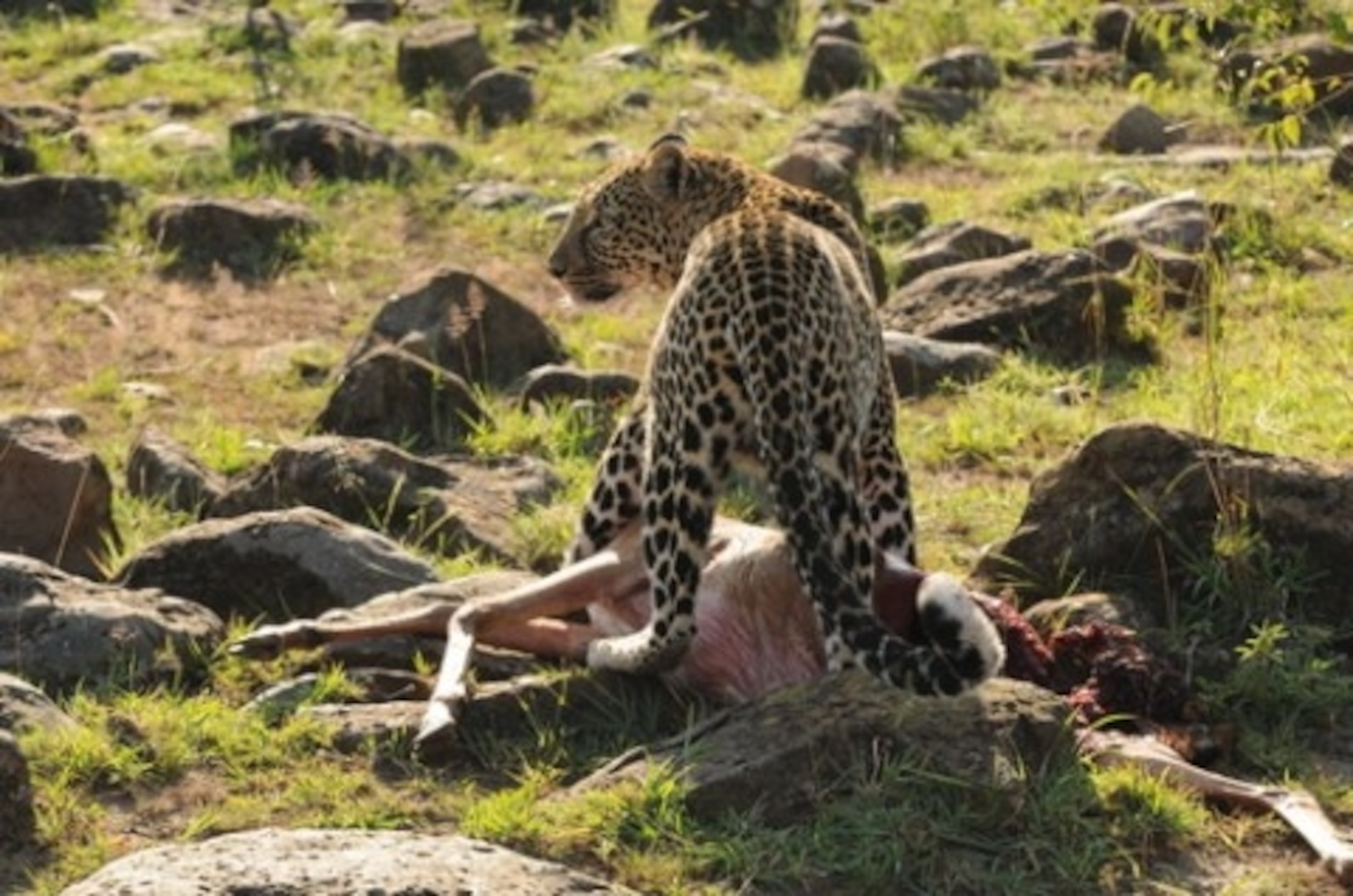 Leopard Kill.JPG