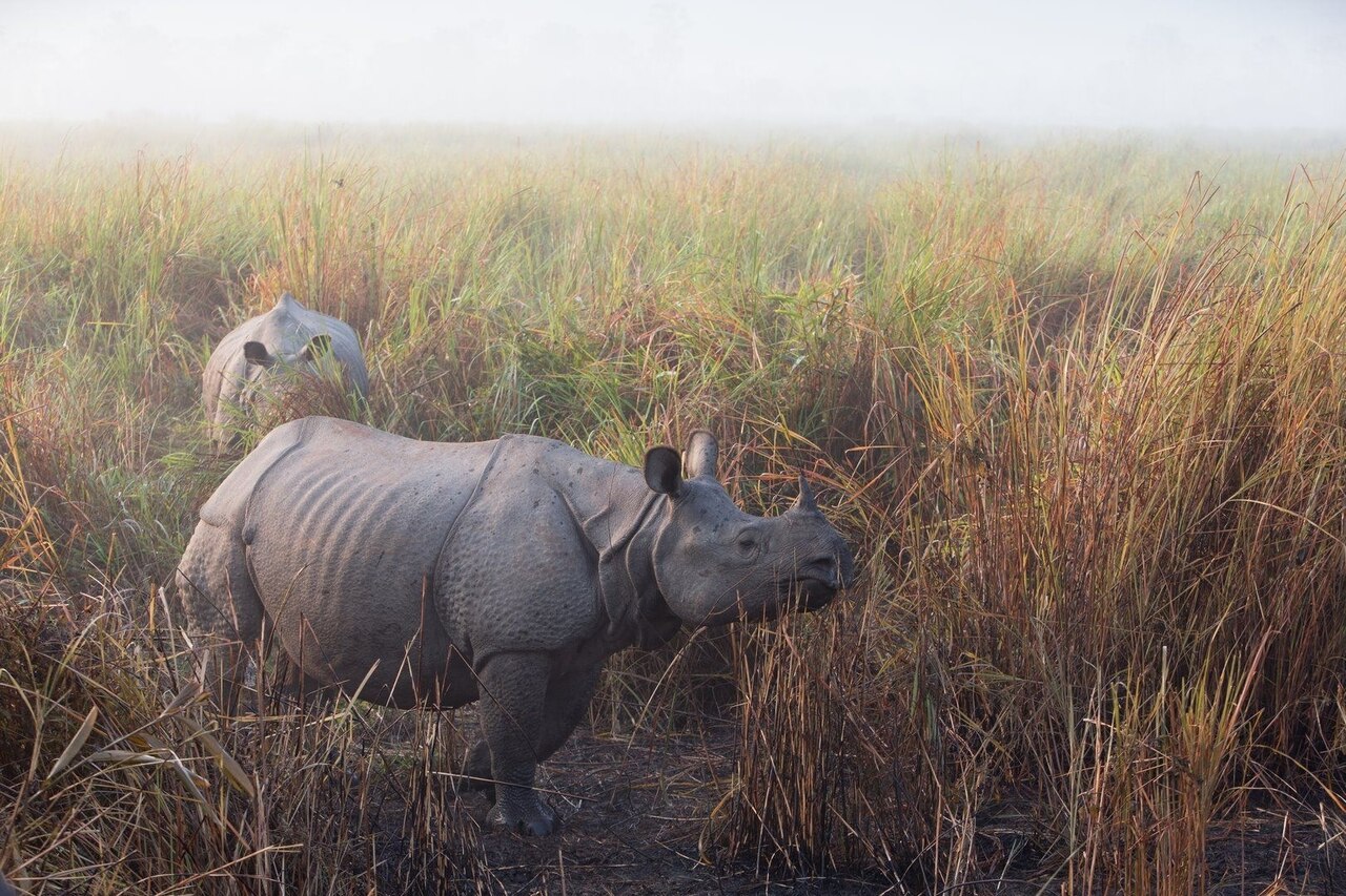 Kaziranga National Park is home to most of the world’s greater one-horned rhinos.